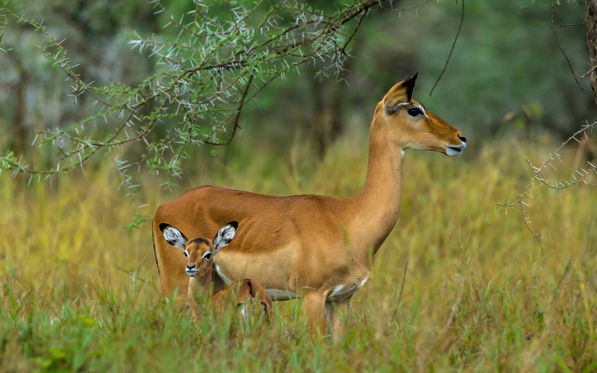Обои ребенок, серенгети, мать, антилопы, танзания, child, serengeti, mother, antelope, tanzania разрешение 1920x1200 Загрузить
