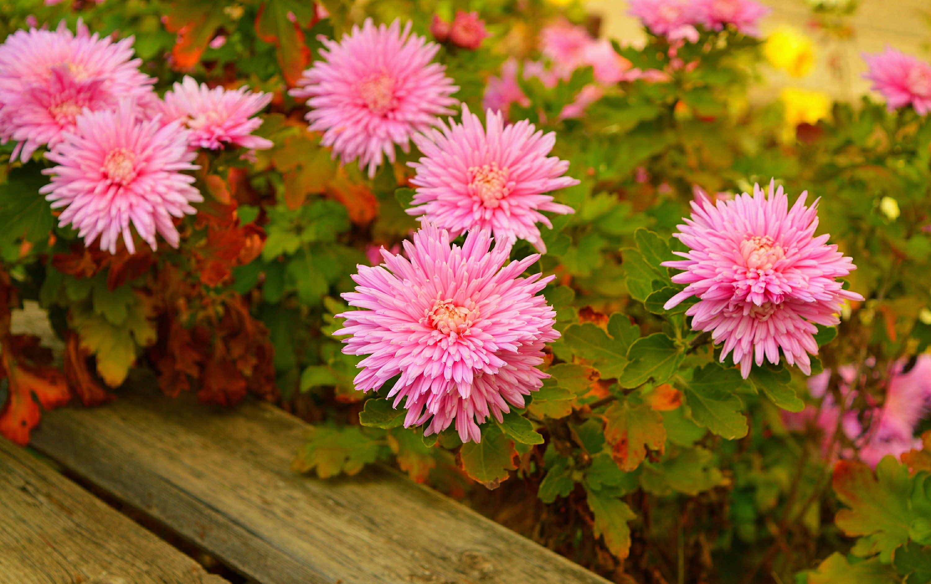 Обои цветы, розовые цветы, хризантемы, flowers, pink flowers, chrysanthemum разрешение 3000x1883 Загрузить