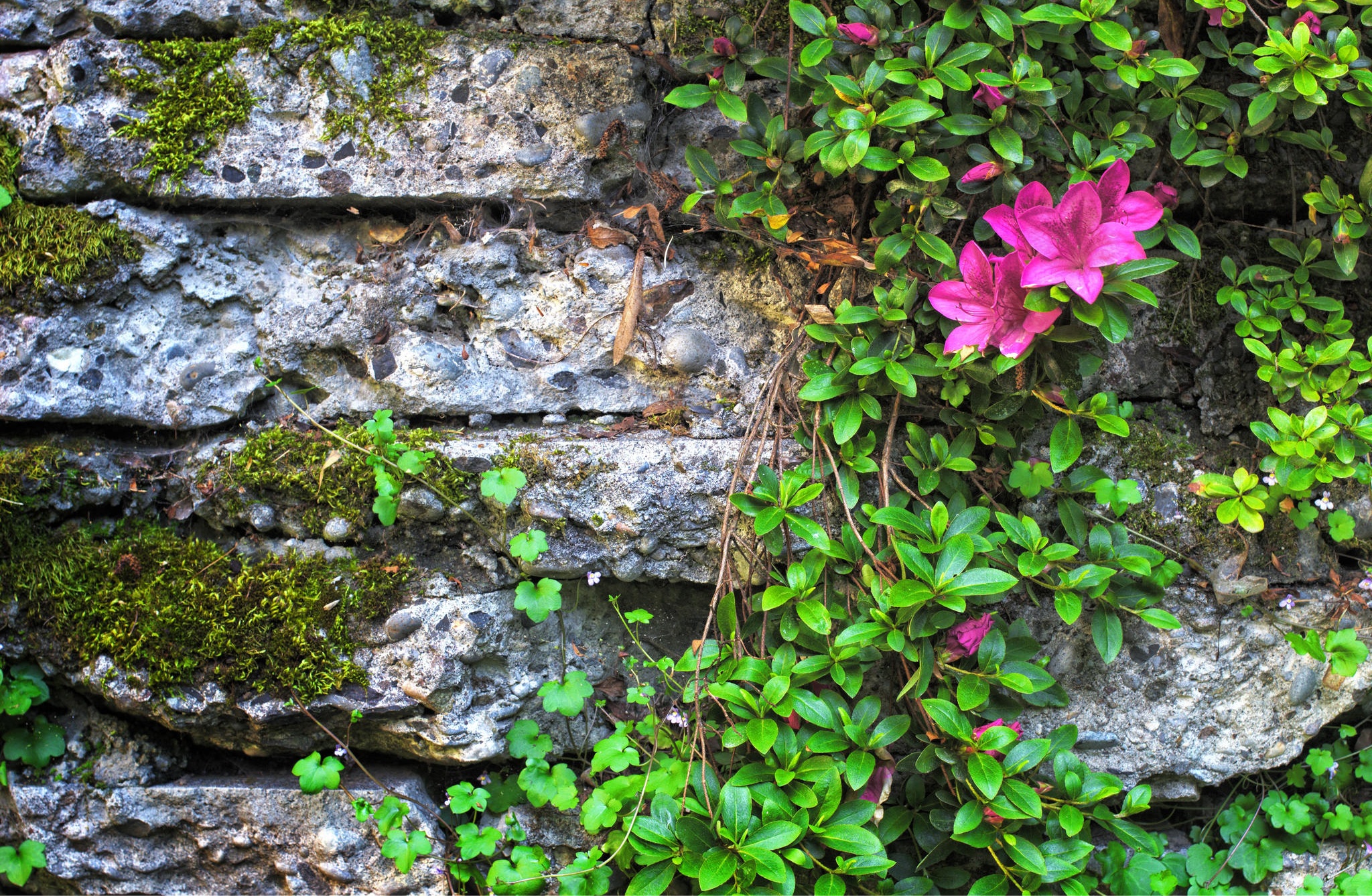 Обои цветы, листья, стена, камень, мох, азалия, flowers, leaves, wall, stone, moss, azalea разрешение 2048x1337 Загрузить