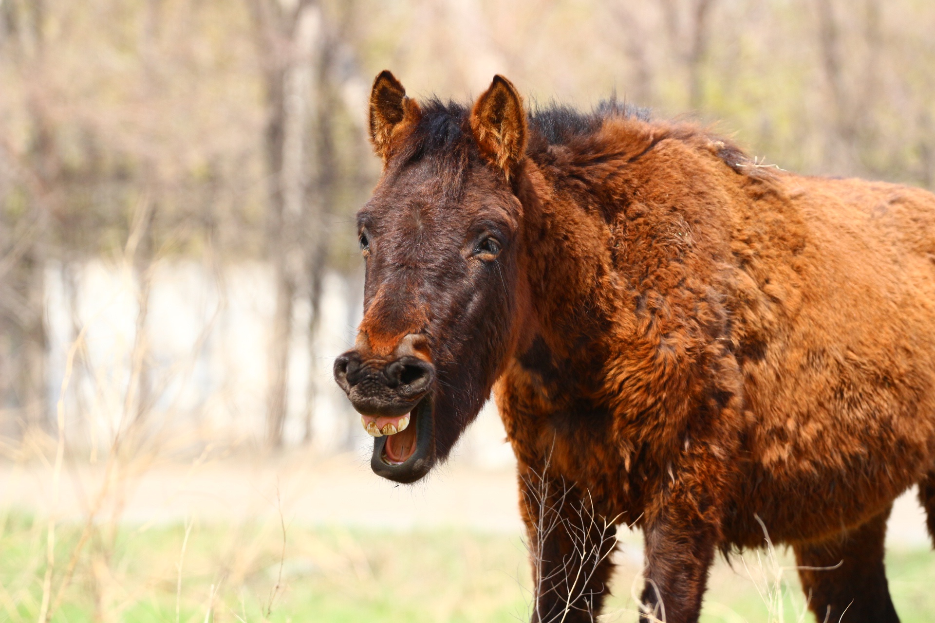 Обои лошадь, конь, степь, смех, жеребенок, horse, the steppe, laughter, foal разрешение 1920x1280 Загрузить