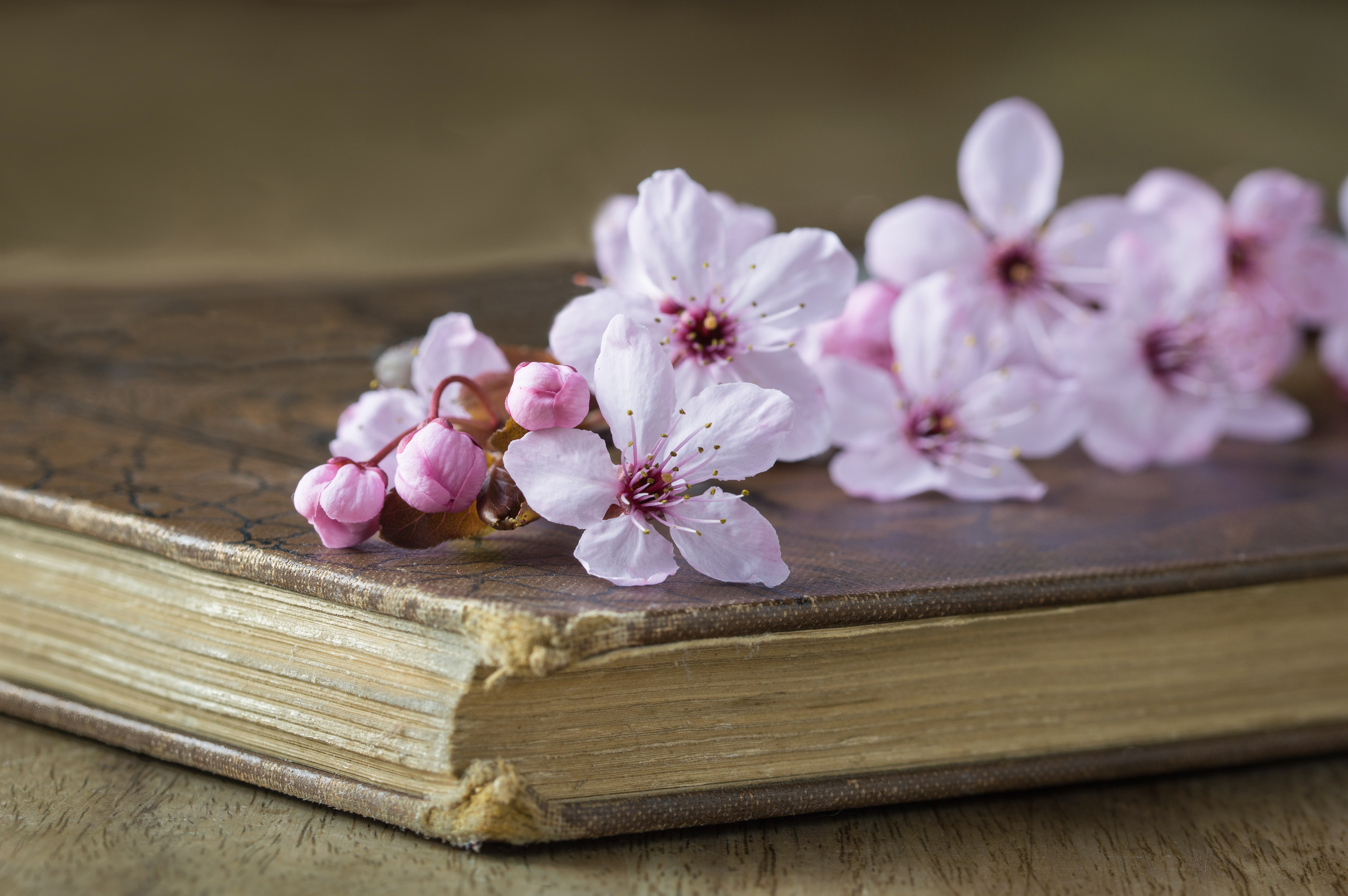 Обои стиль, вишня, книга, цветки, style, cherry, book, flowers разрешение 5493x3652 Загрузить