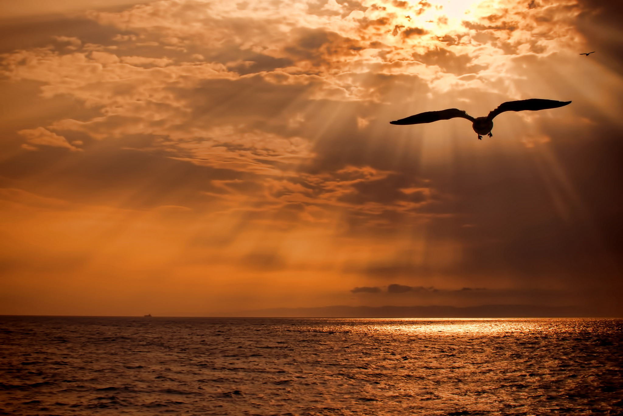 Птица улетающая вдаль. Птицы над морем. Орел в небе на закате. Птицы море солнце. Птицы на закате.