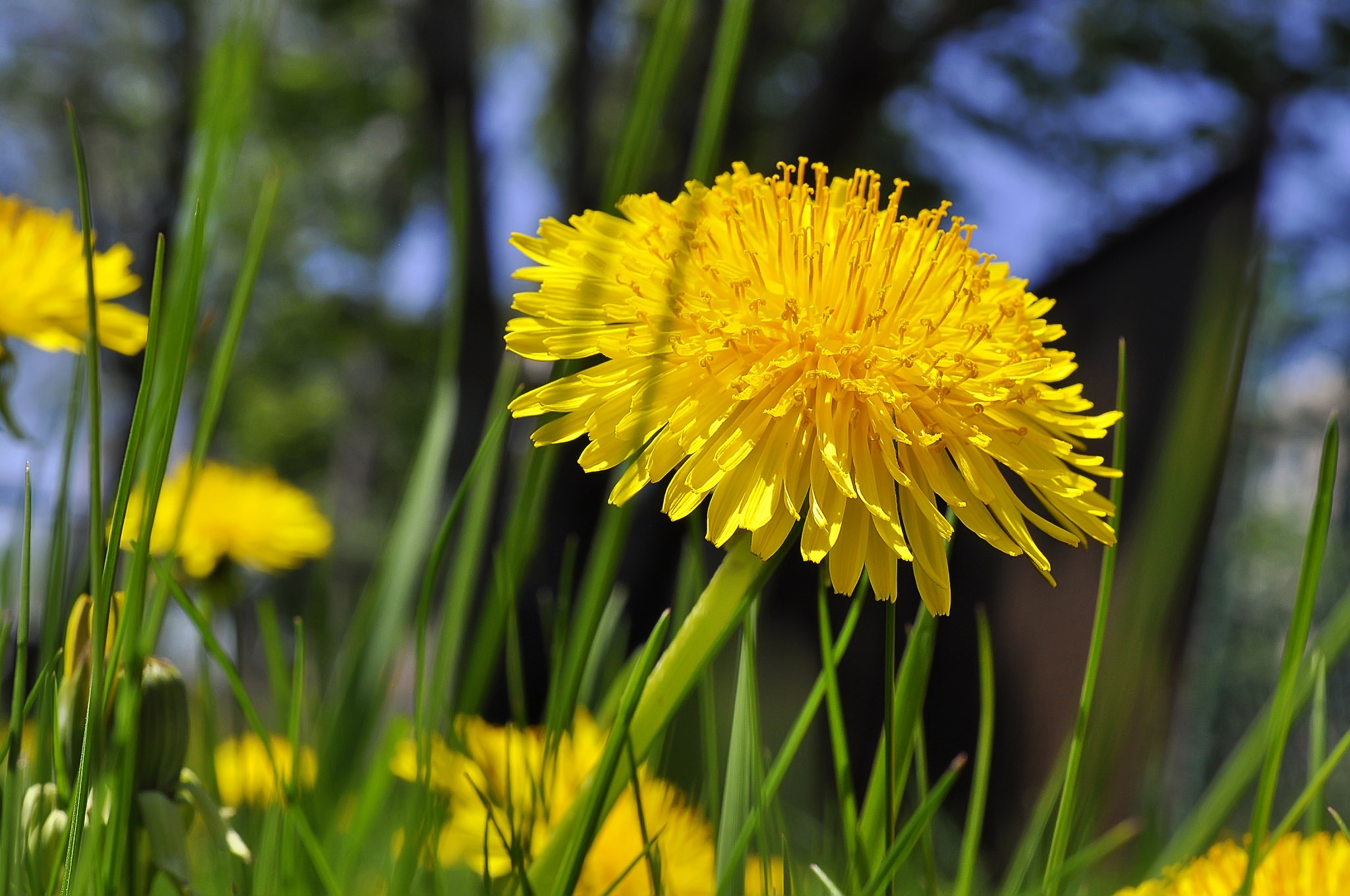 Одуванчик природа желтые цветы трава без смс