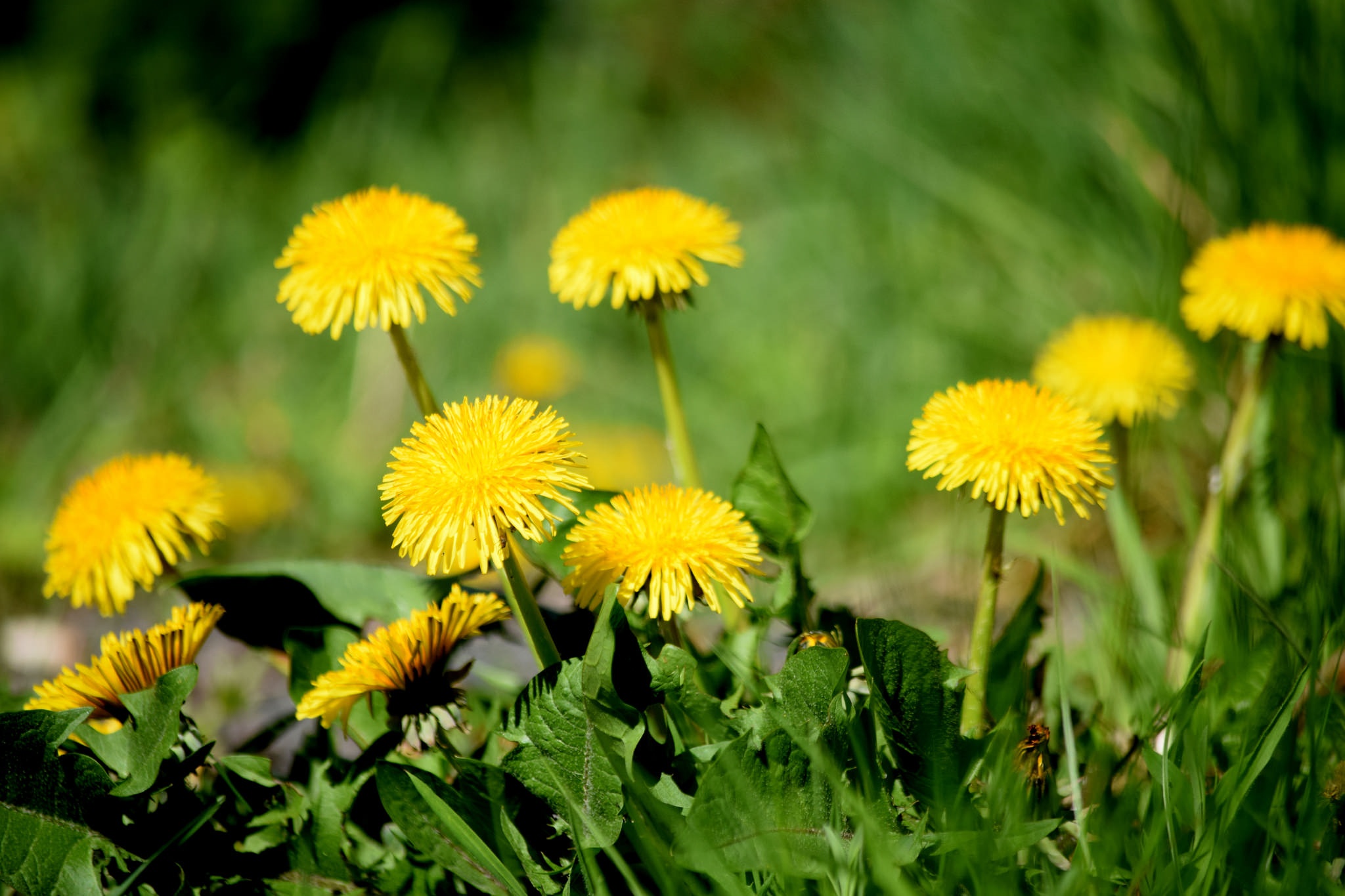 Одуванчик природа желтые цветы трава загрузить