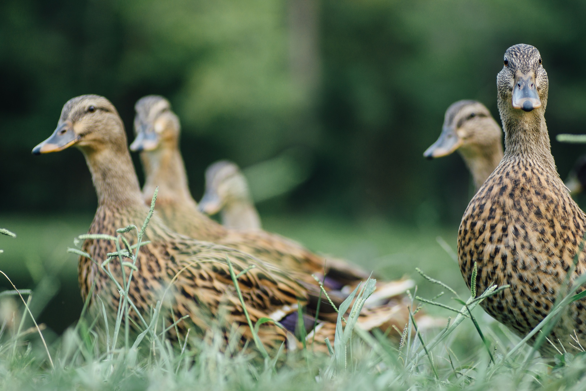 Обои трава, птицы, перья, утки, grass, birds, feathers, duck разрешение 2048x1365 Загрузить