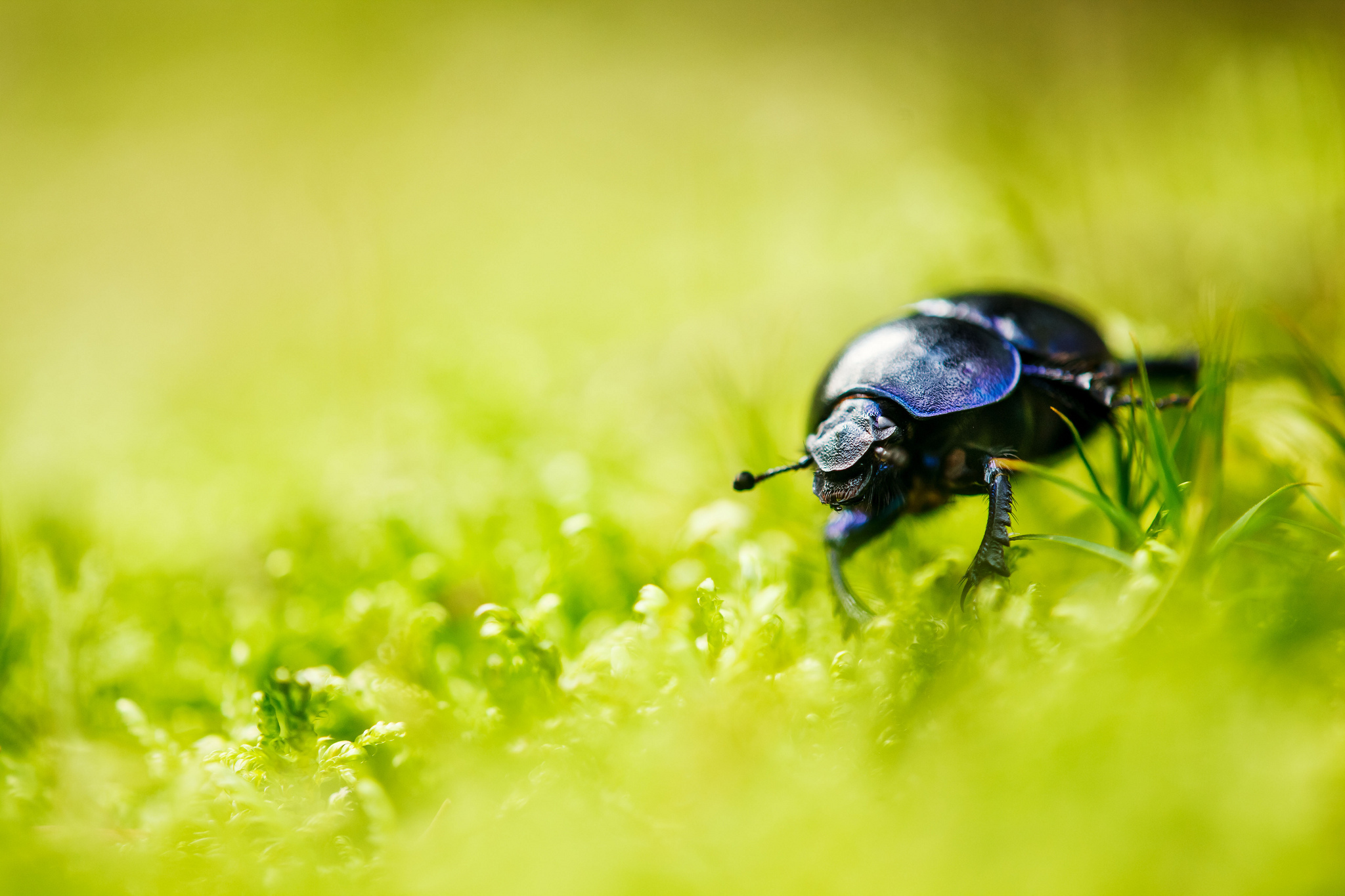 Обои трава, природа, жук, насекомое, усы, лето, размытость, лапки, grass, nature, beetle, insect, mustache, summer, blur, legs разрешение 2048x1365 Загрузить