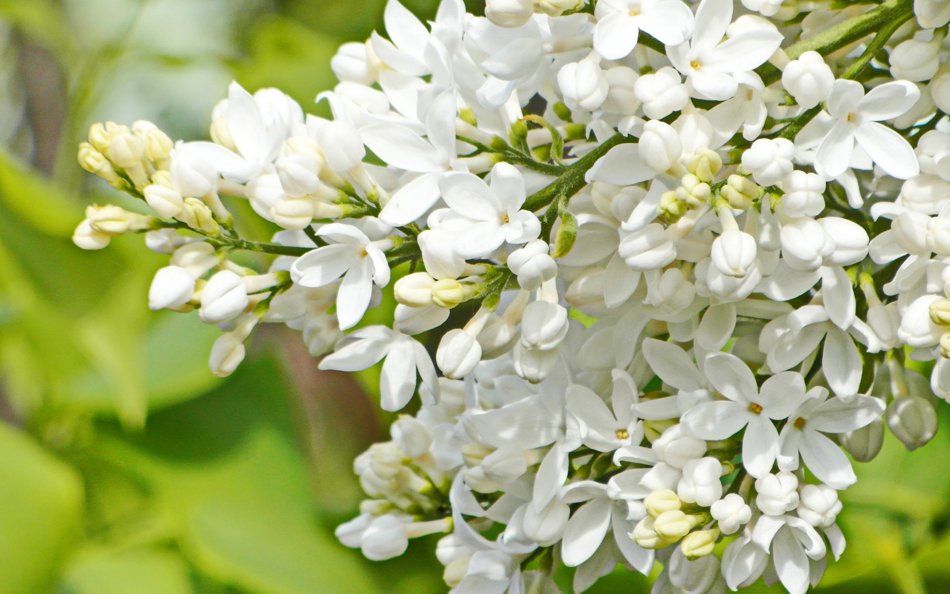 природа цветы белые сирень nature flowers white lilac бесплатно