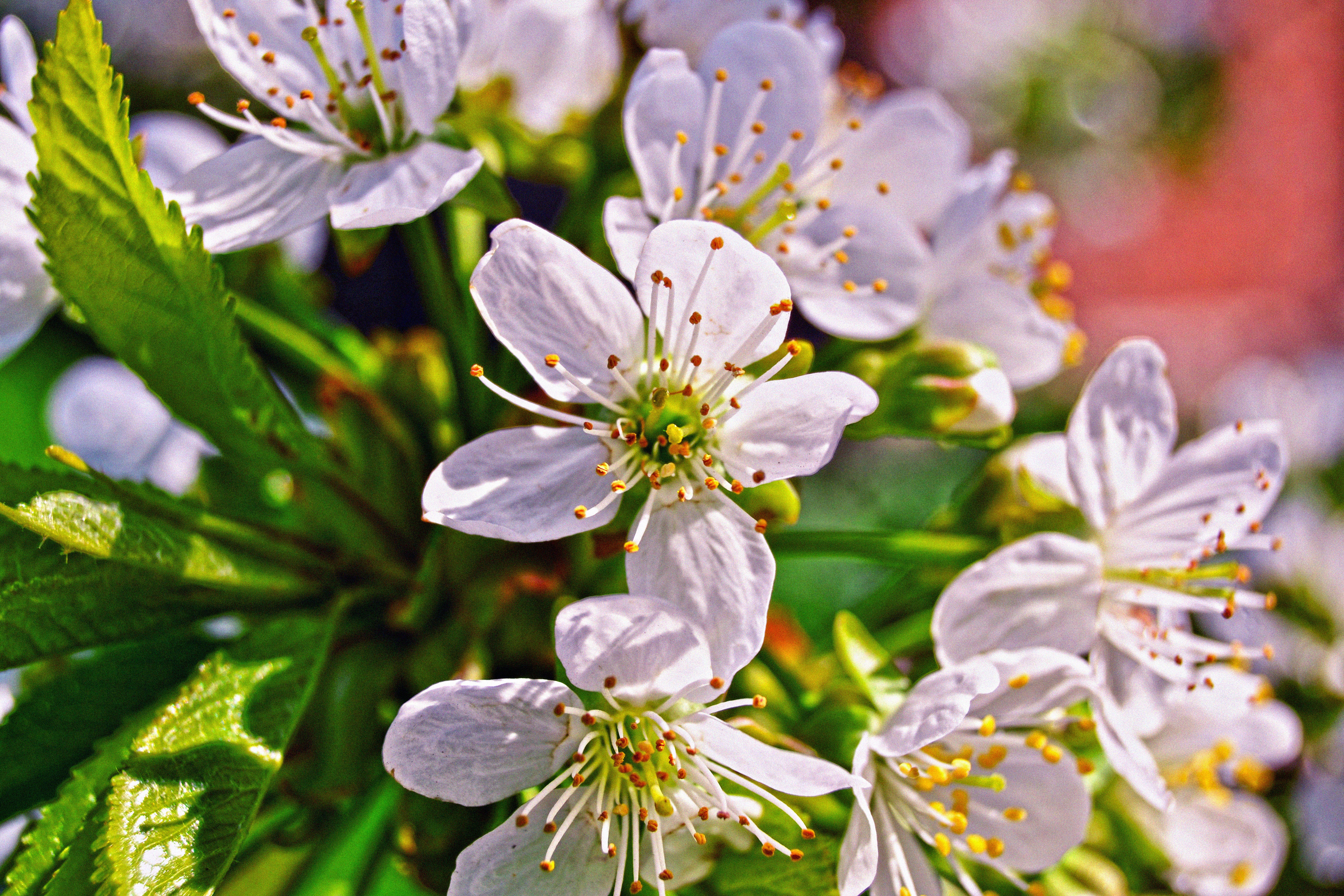 Обои ветка, цветение, макро, цветок, черешня, весна, branch, flowering, macro, flower, cherry, spring разрешение 4608x3072 Загрузить