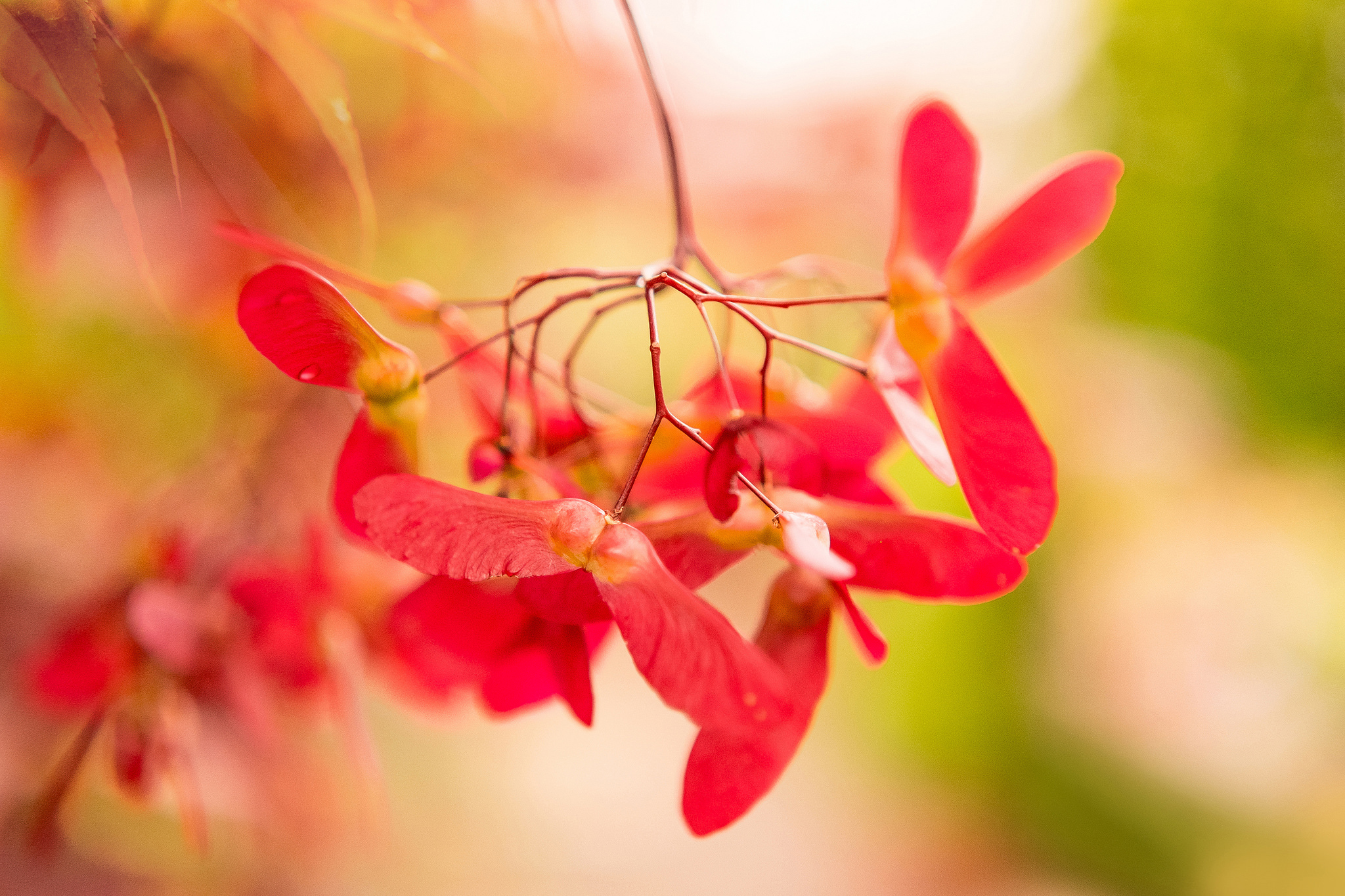 Обои ветка, природа, макро, фон, японский клен, клён дланевидный, крылатки, branch, nature, macro, background, japanese maple, maple genevey, lionfish разрешение 2048x1365 Загрузить