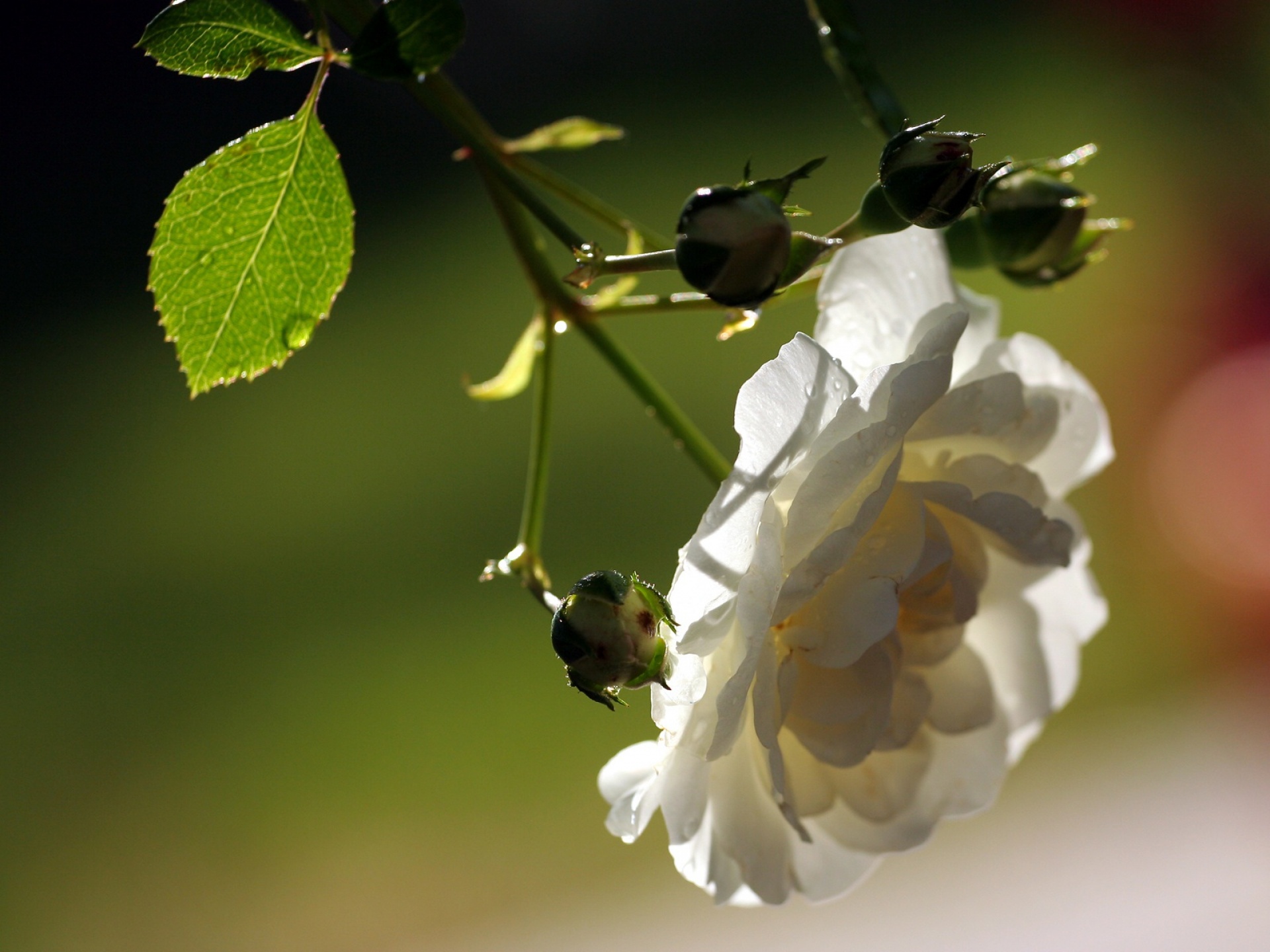 Обои ветка, цветок, лепестки, белый, размытость, шиповник, branch, flower, petals, white, blur, briar разрешение 1920x1440 Загрузить