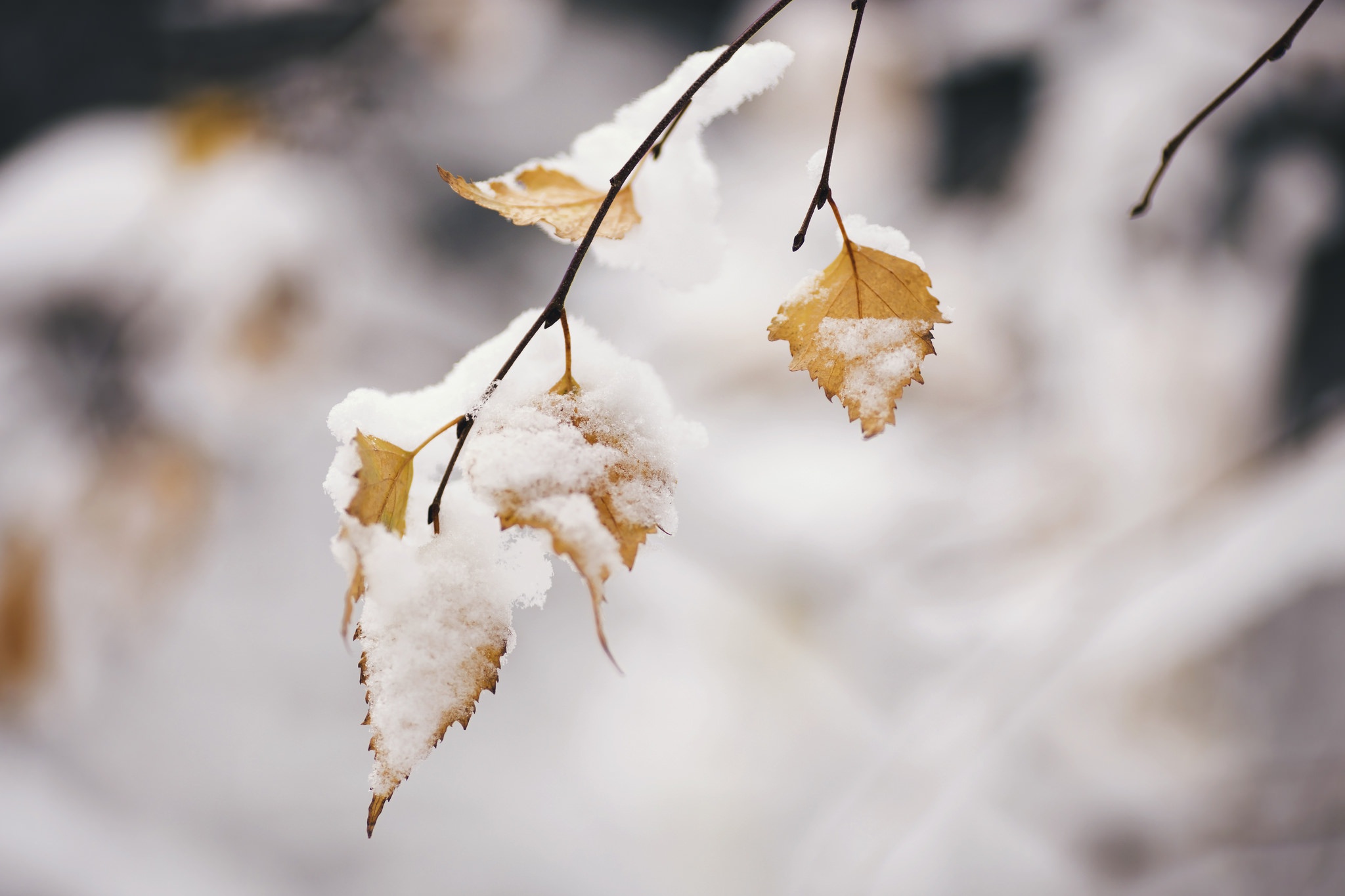 зима листья ветка природа без смс