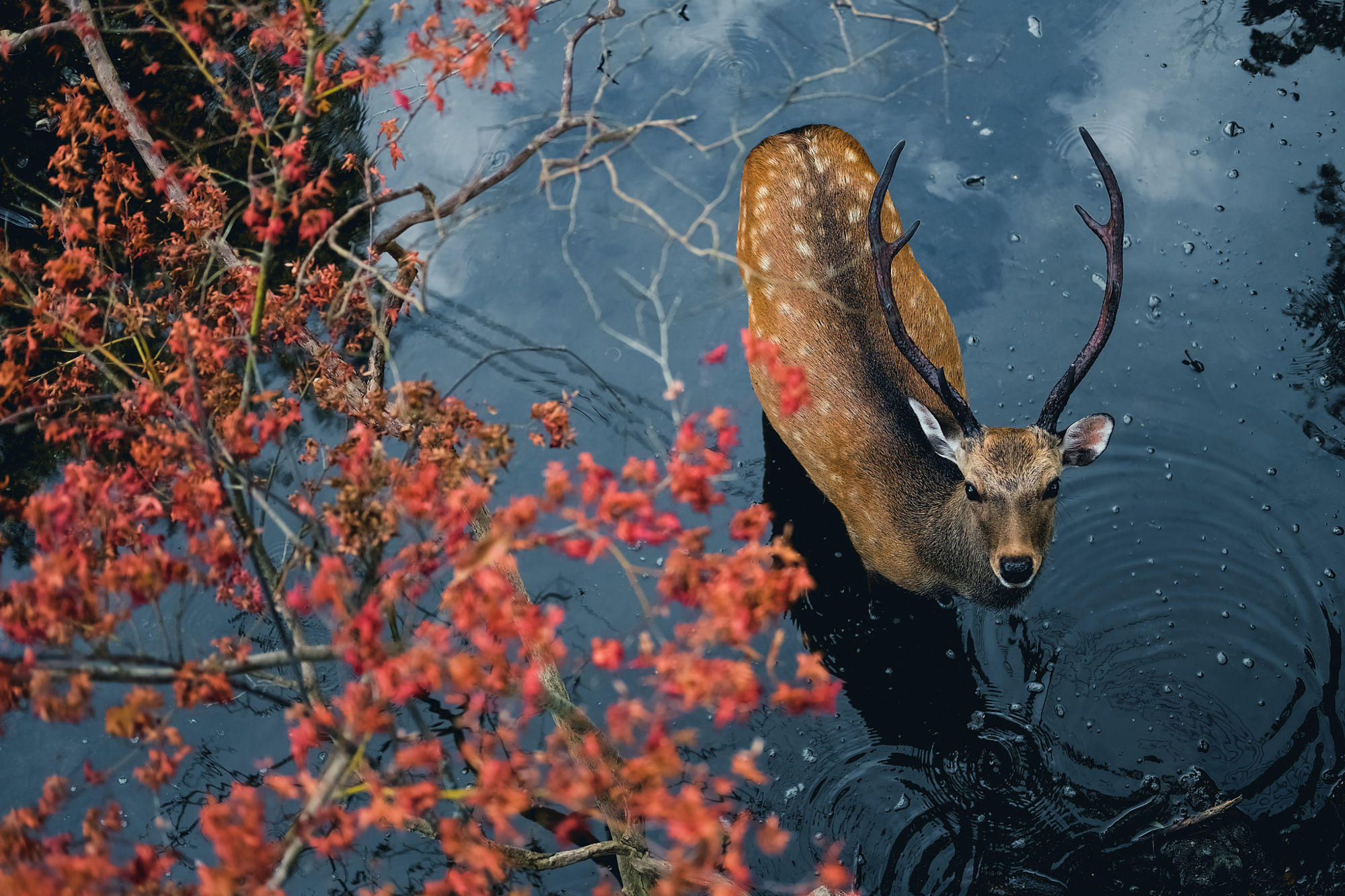 В уссурийских лесах живет удивительный олень ответы. Олень осень. Красивый олень. Природа и животные. Осень животные.