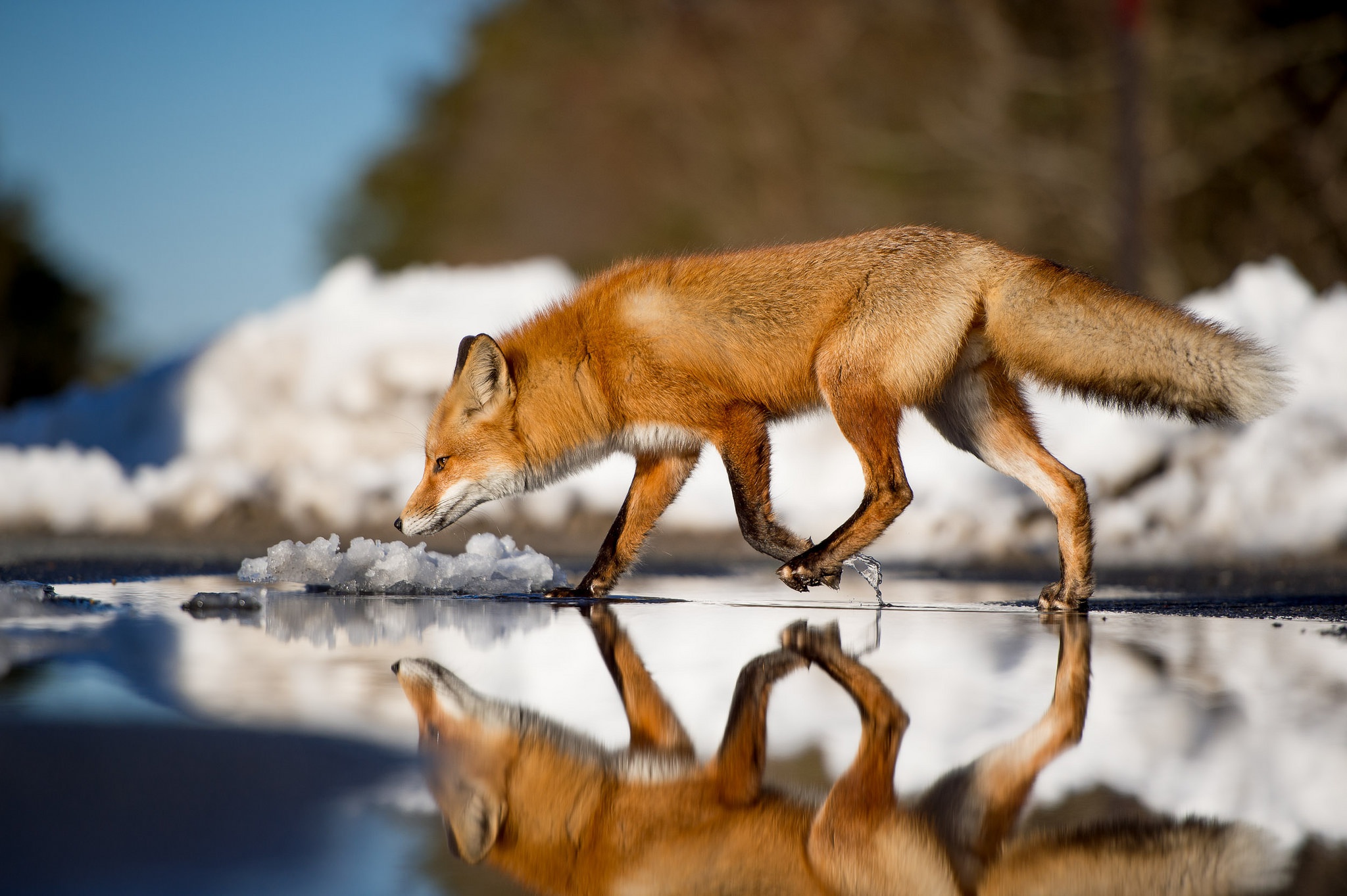 Обои вода, зима, отражение, лиса, лисица, животное, хвост, water, winter, reflection, fox, animal, tail разрешение 2048x1363 Загрузить