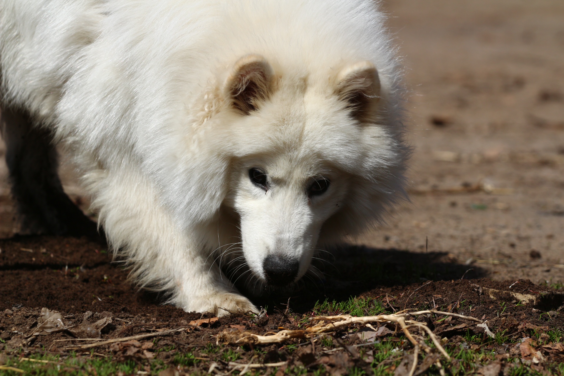 Обои взгляд, белый, собака, травка, лайка, самоед, look, white, dog, weed, laika, samoyed разрешение 1920x1280 Загрузить