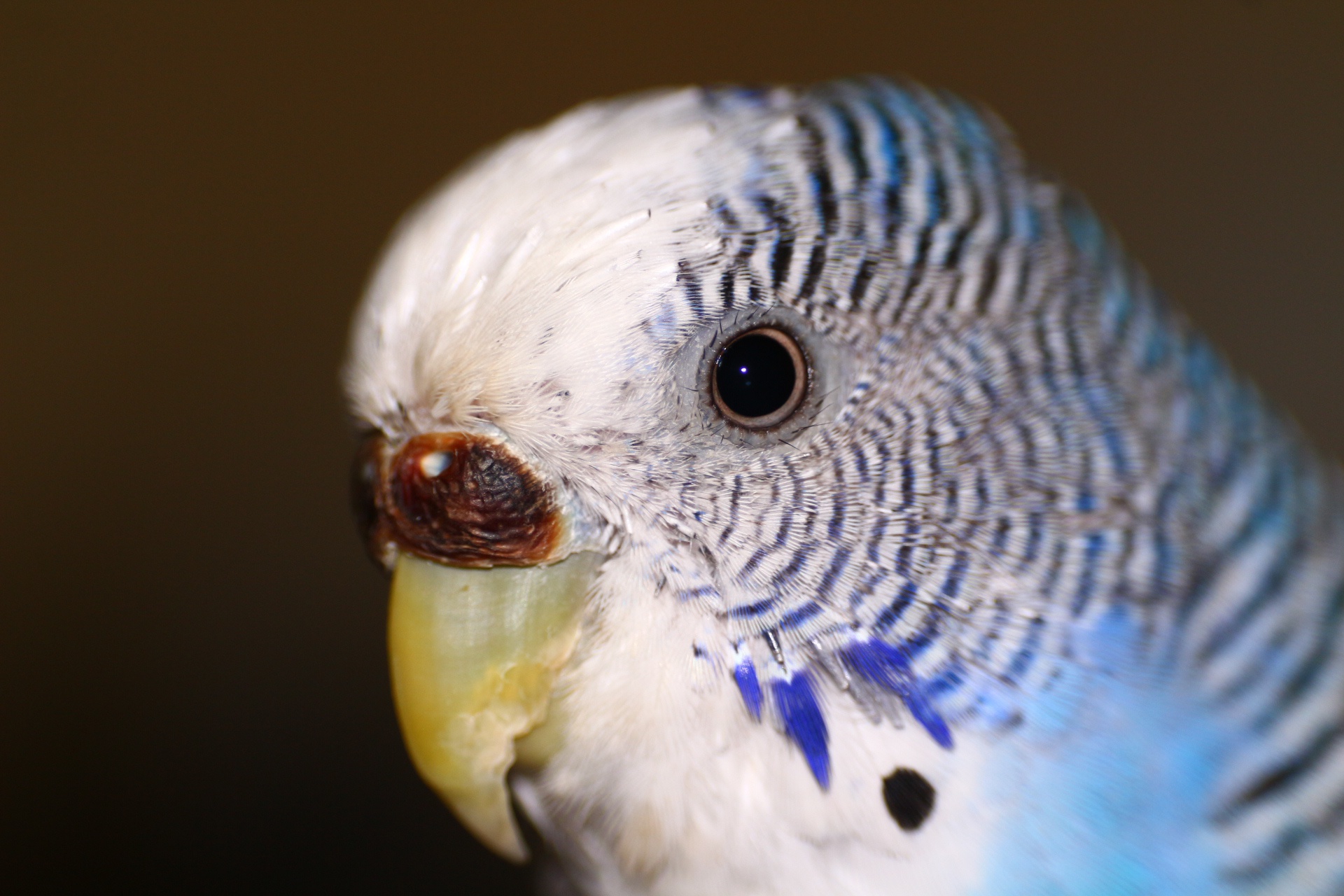 Обои птица, животное, глаз, попугай, волнистый попугай, bird, animal, eyes, parrot, wavy parrot разрешение 1920x1280 Загрузить