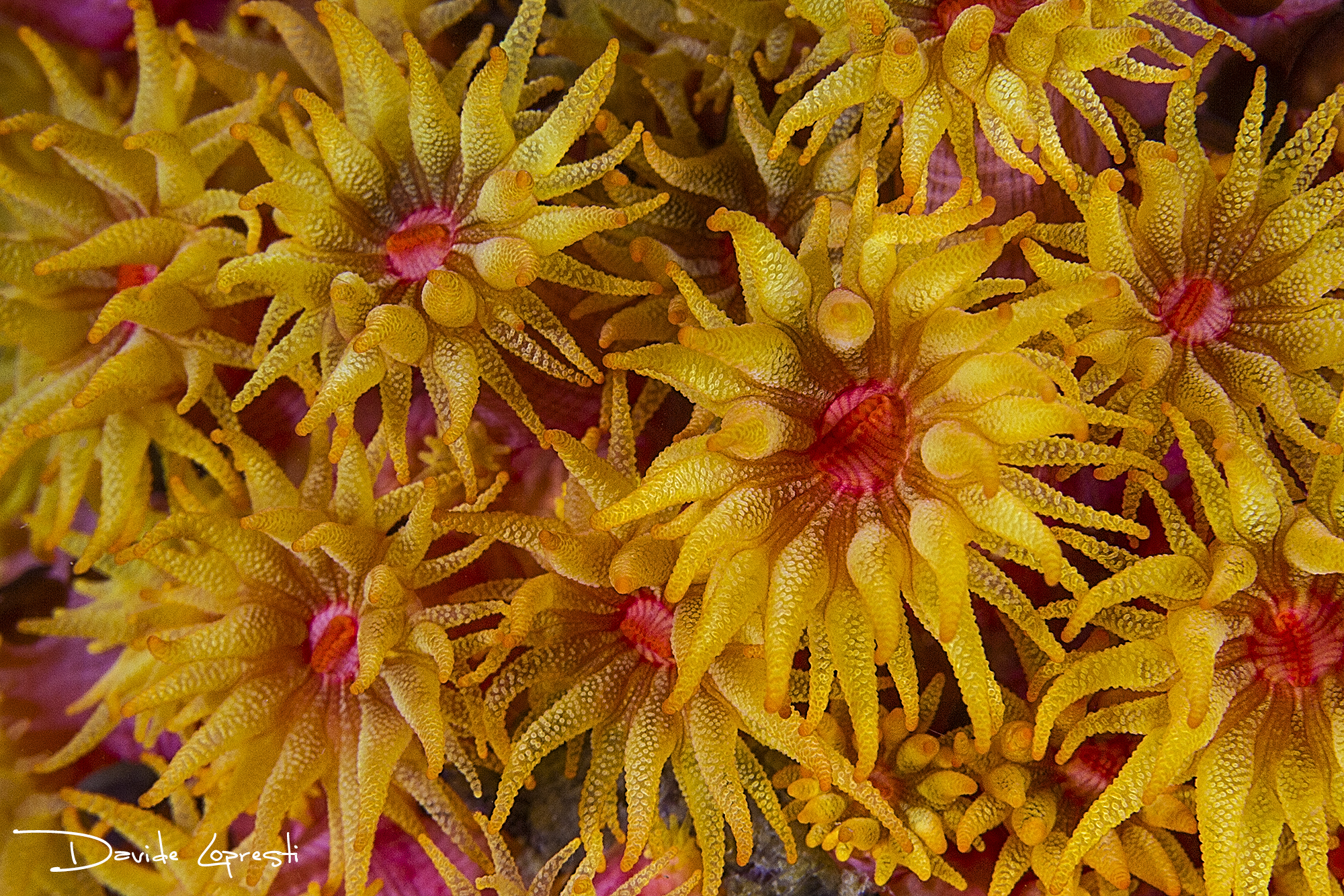 Обои кораллы, подводный мир, актинии, davide lopresti, морские анемоны, полипы, corals, underwater world, sea anemones, polyps разрешение 2000x1333 Загрузить