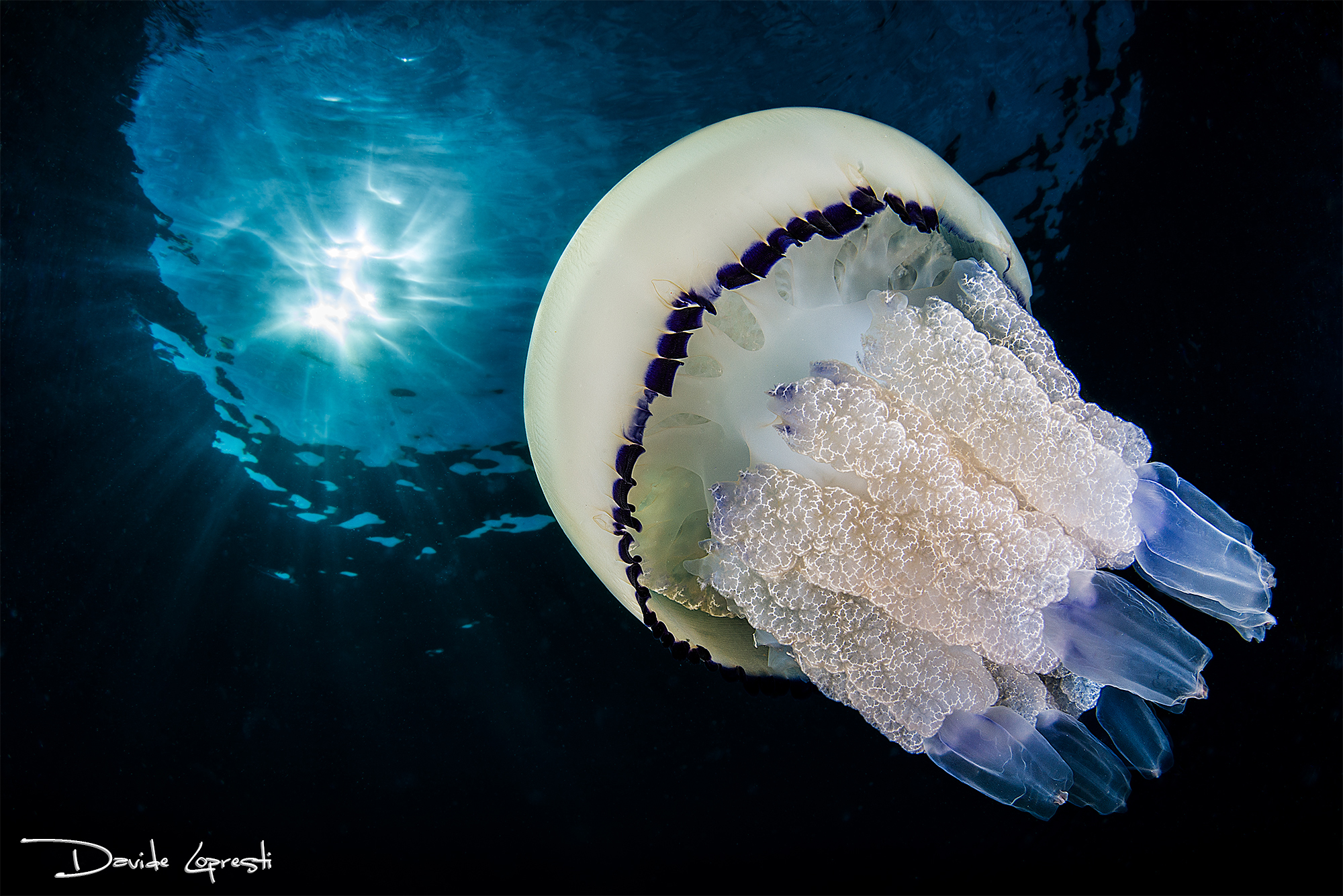 Медузы ледовитого океана. Сцифоидные корнерот. Сцифоидные медузы. Медуза корнерот. Сцифоидные полипы.