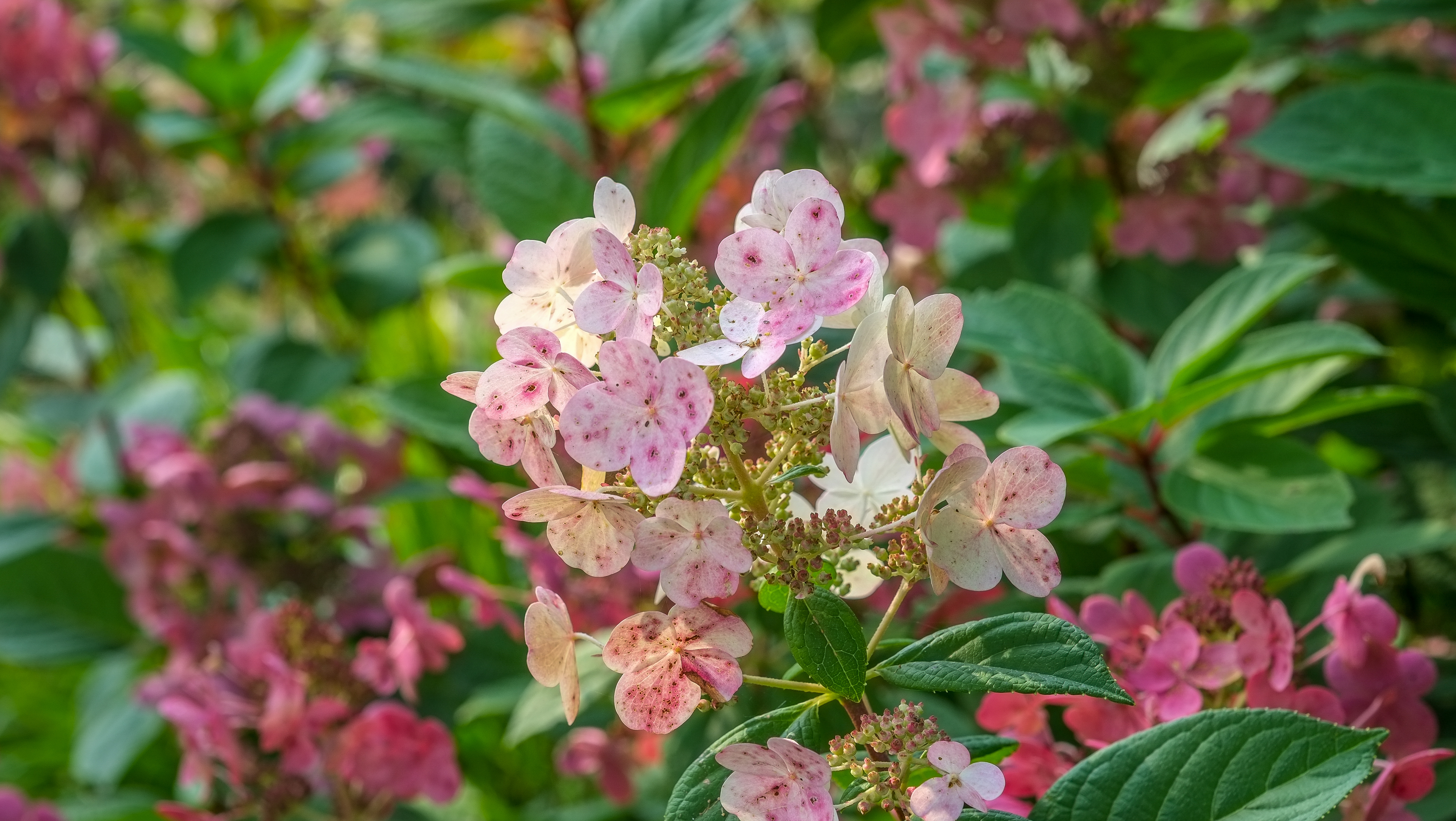 Обои цветы, листья, соцветия, гортензия, flowers, leaves, inflorescence, hydrangea разрешение 4896x2760 Загрузить