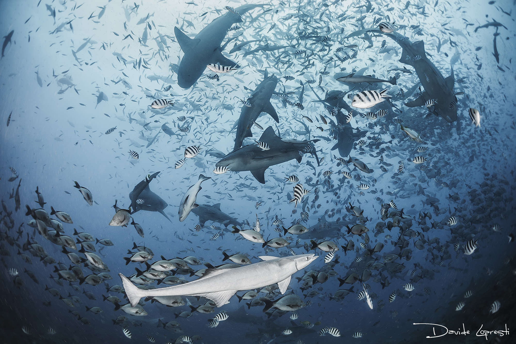 Обои море, рыбы, океан, акула, подводный мир, акулы, davide lopresti, sea, fish, the ocean, shark, underwater world, sharks разрешение 2000x1335 Загрузить