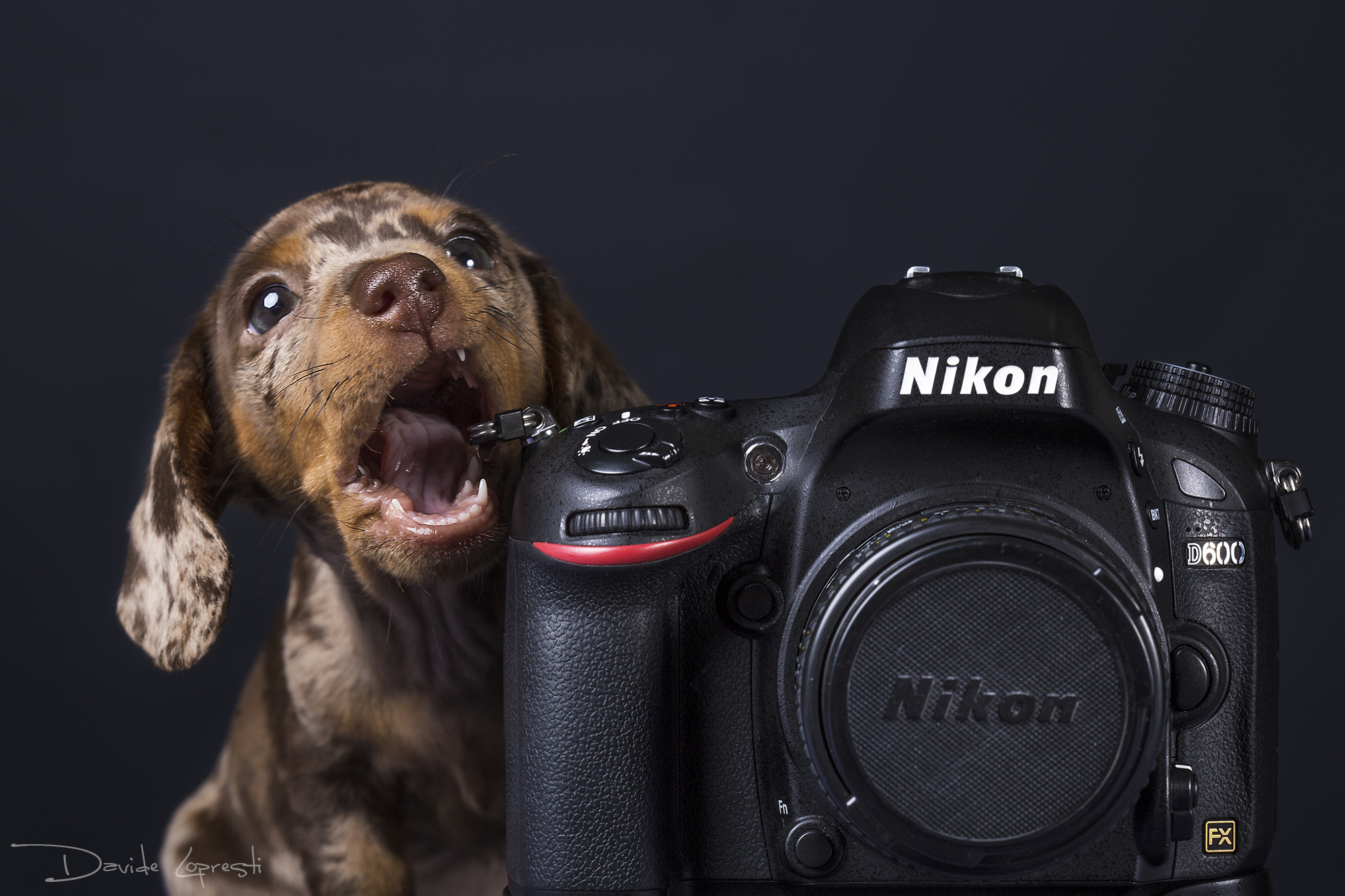 Обои собака, щенок, фотоаппарат, такса, никон, davide lopresti, dog, puppy, the camera, dachshund, nikon разрешение 2000x1333 Загрузить