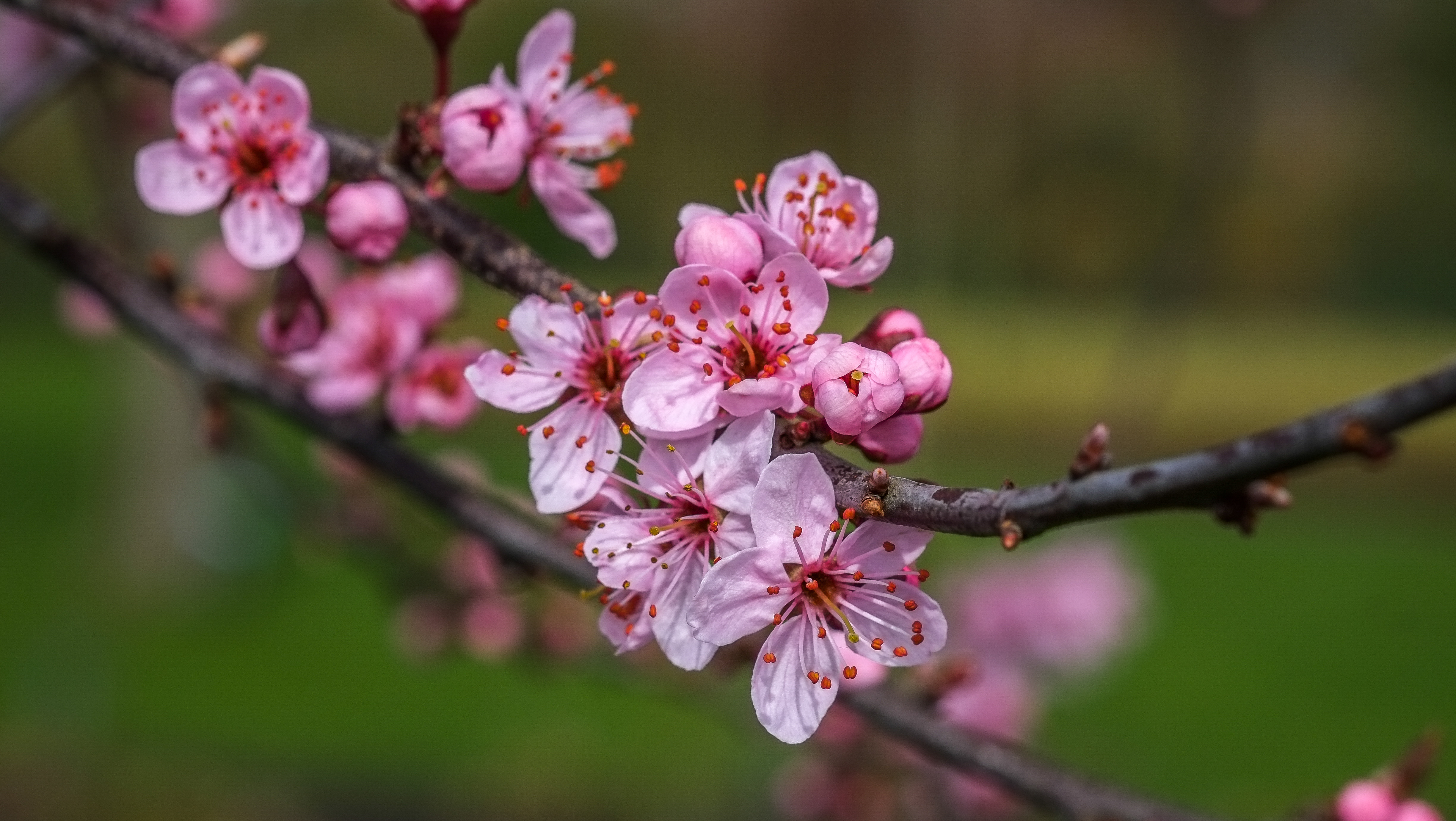 Цветущая ветка картинки. Сакура вишня. Цветы вишня Сакура. Ветки Сакуры вишни. Sakura вишня.