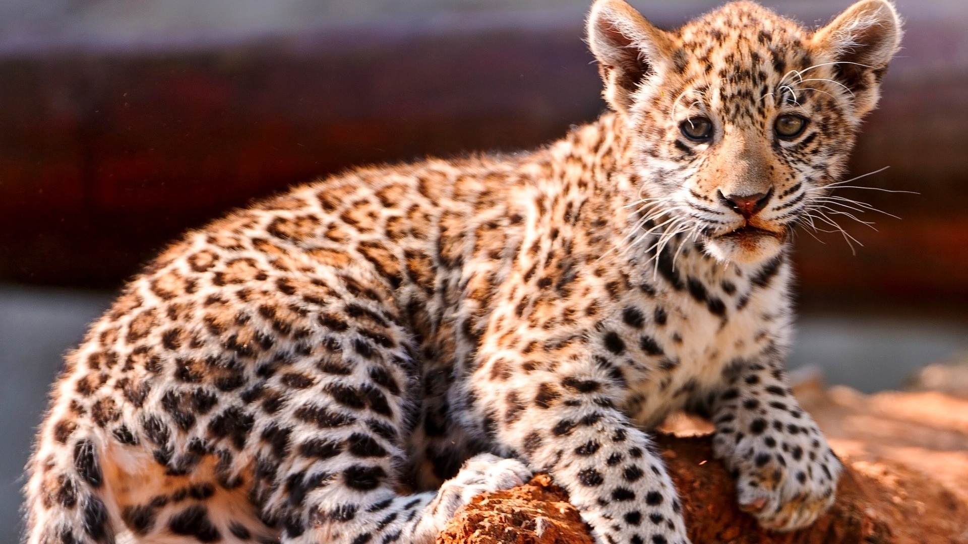 Обои глаза, мордочка, взгляд, ягуар, малыш, eyes, muzzle, look, jaguar, baby разрешение 1920x1080 Загрузить