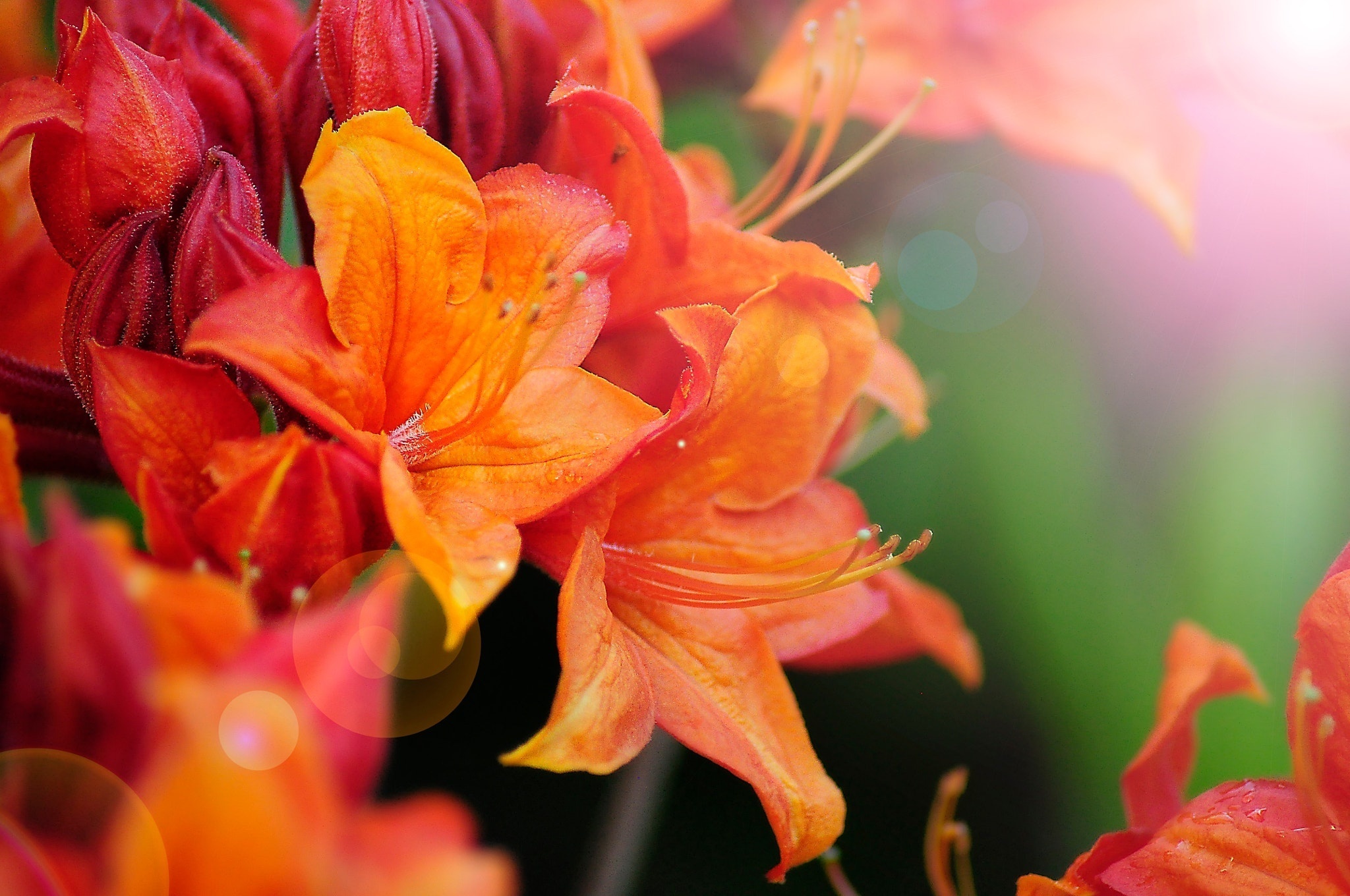 Обои цветы, макро, боке, азалия, рододендрон, flowers, macro, bokeh, azalea, rhododendron разрешение 2048x1360 Загрузить