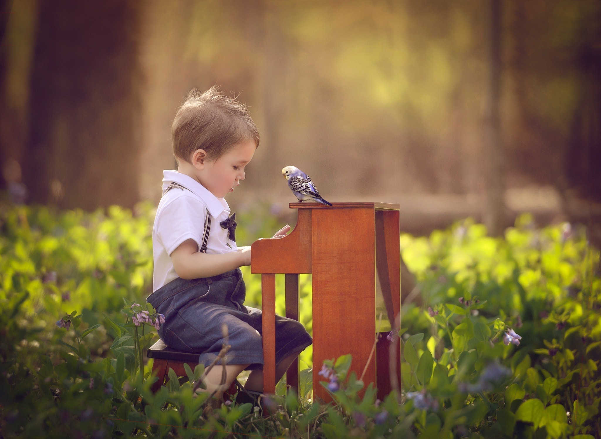Обои цветы, природа, ребенок, мальчик, малыш, пианино, птичка, попугай, flowers, nature, child, boy, baby, piano, bird, parrot разрешение 2048x1495 Загрузить