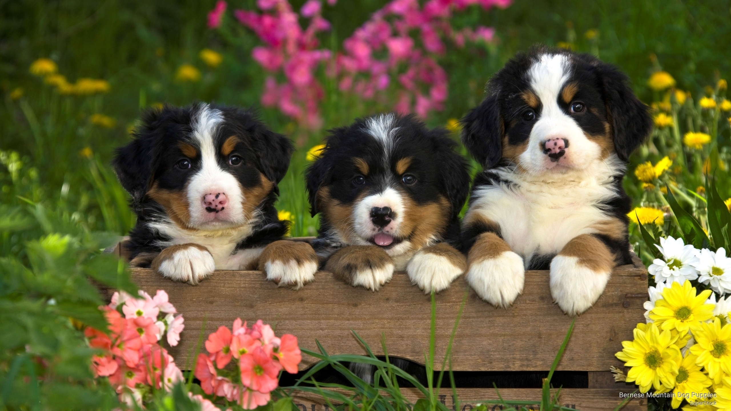природа животные собаки щенки nature animals dogs puppies без смс