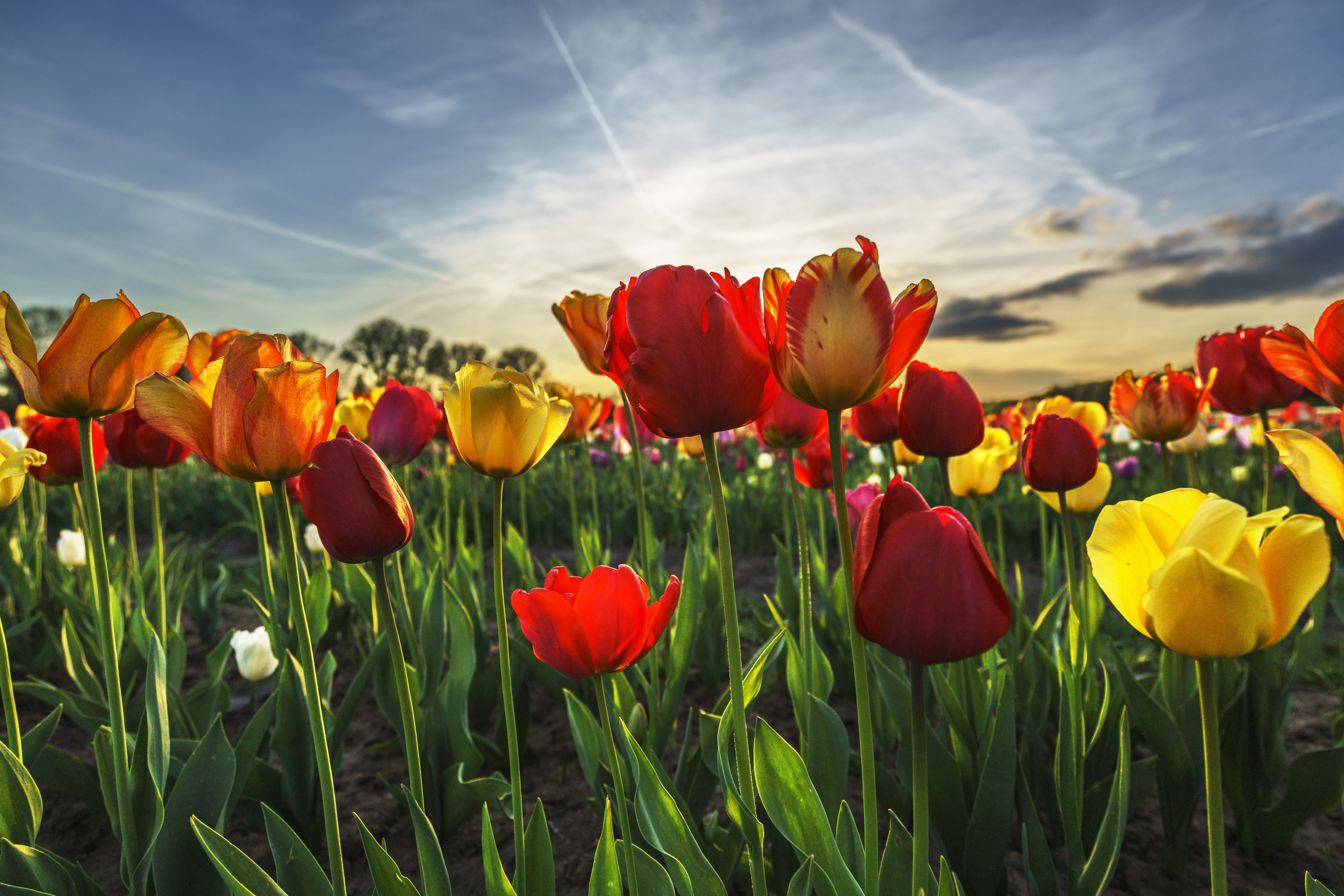 Обои небо, цветы, весна, тюльпаны, the sky, flowers, spring, tulips разрешение 7310x4876 Загрузить