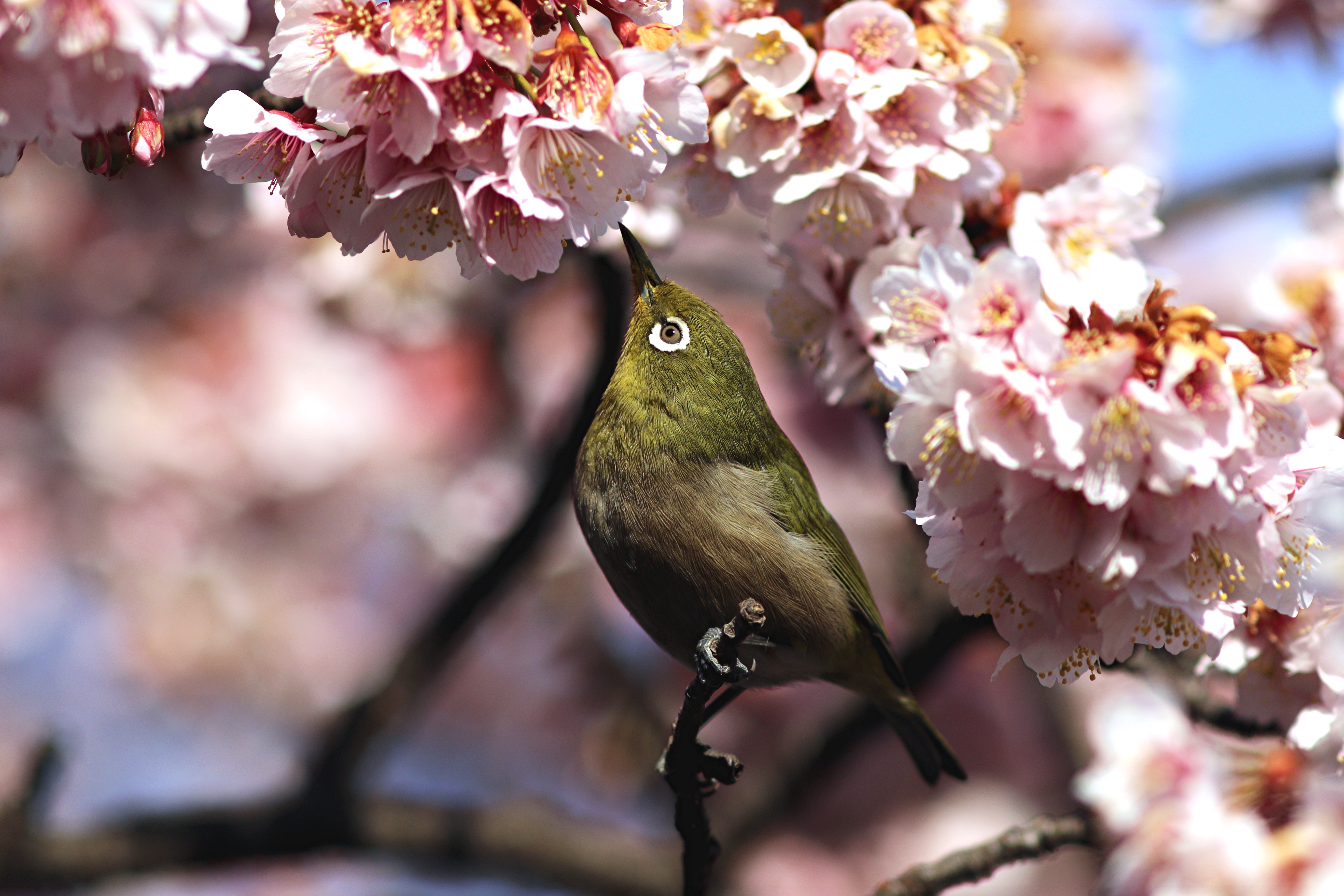 Весенние птицы фото. Весенние птички. Птицы весной. Птицы на Сакуре.