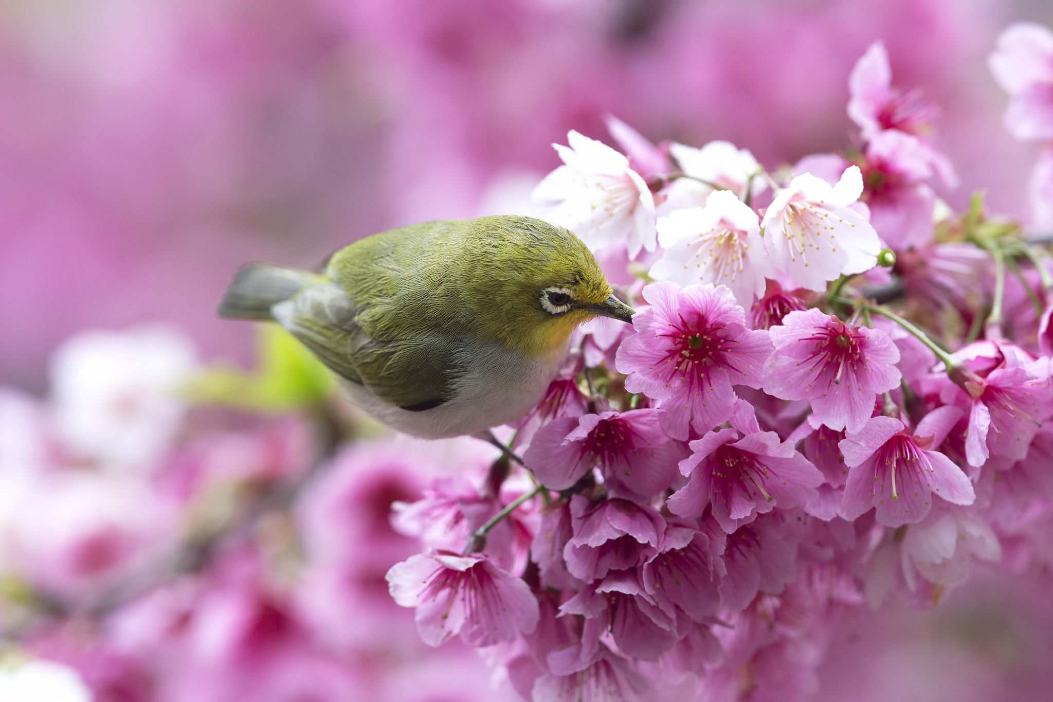Весенние птицы фото. Весенние птички. Цветы и птицы.