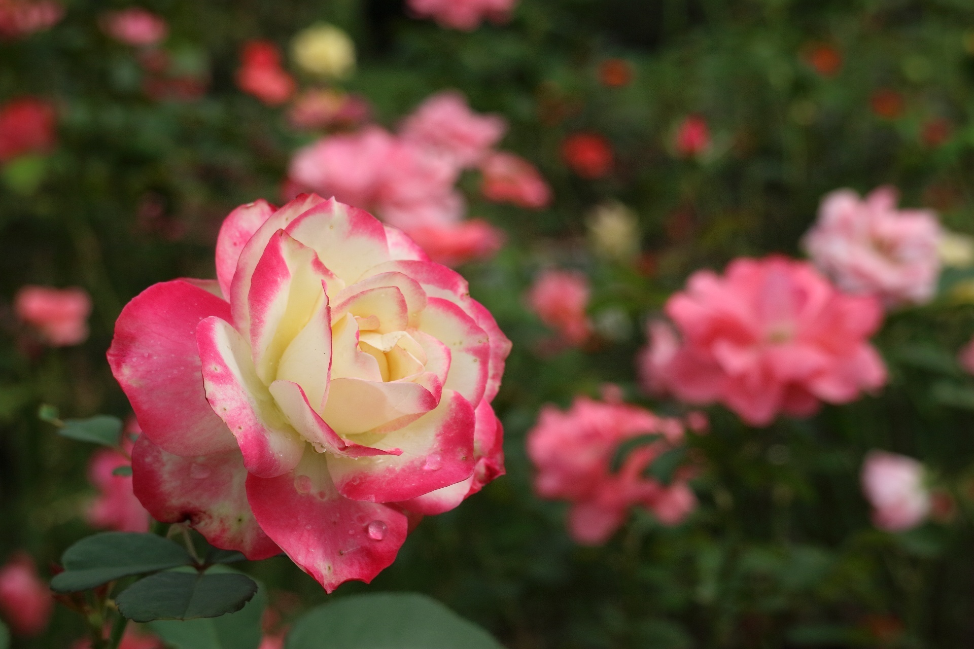 Обои цветы, вода, капли, розы, сад, flowers, water, drops, roses, garden разрешение 1920x1280 Загрузить