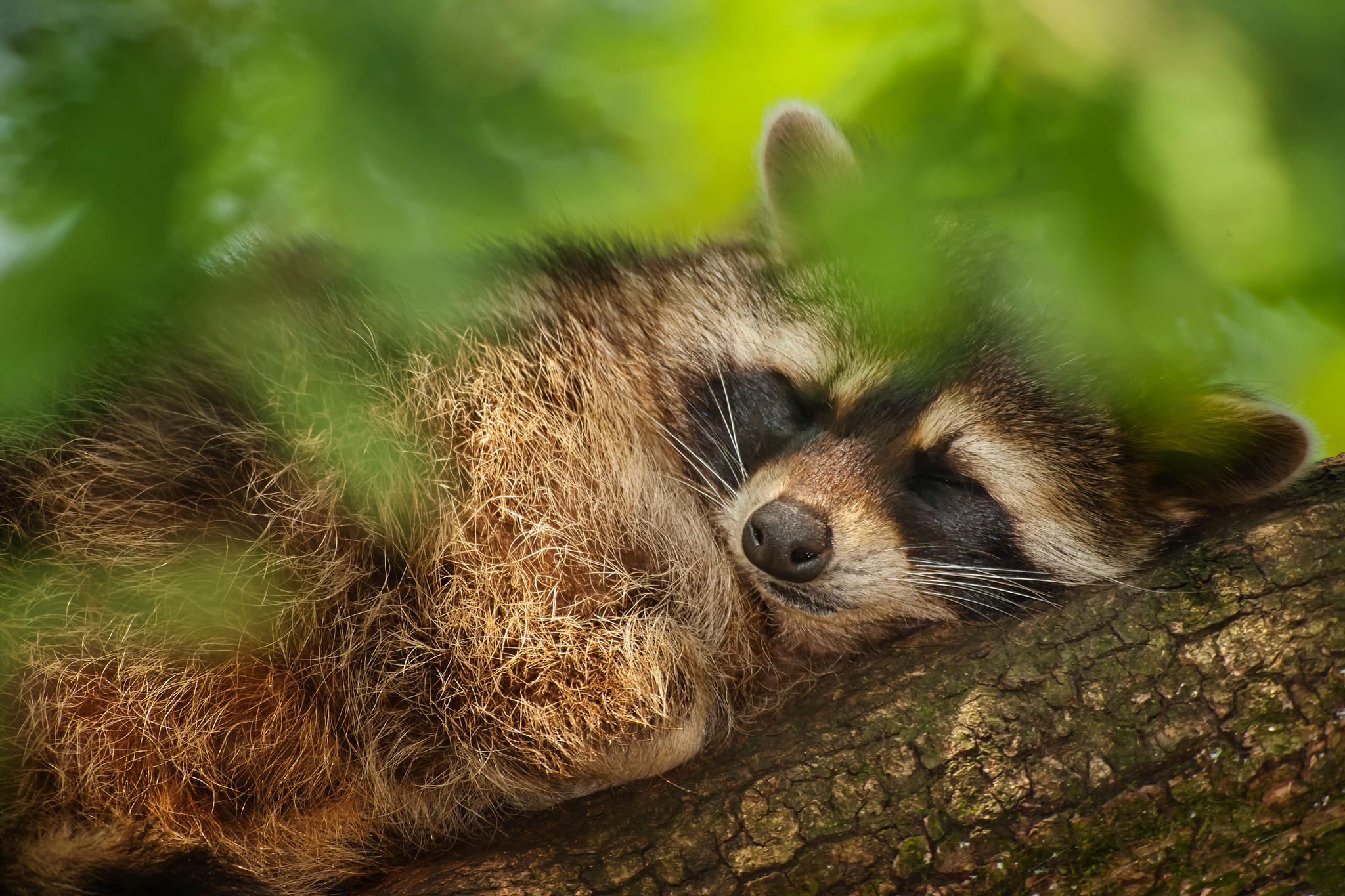 Обои дерево, листья, сон, животное, енот, tree, leaves, sleep, animal, raccoon разрешение 2048x1365 Загрузить