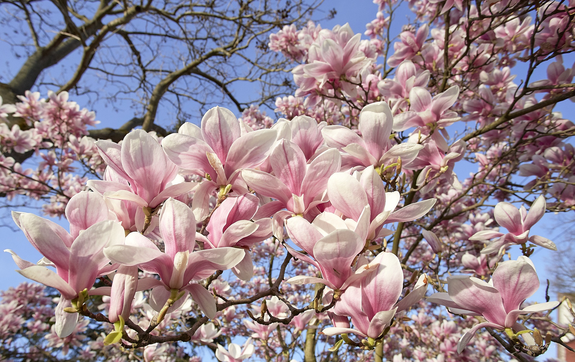 Обои небо, дерево, цветение, весна, магнолия, the sky, tree, flowering, spring, magnolia разрешение 1920x1211 Загрузить