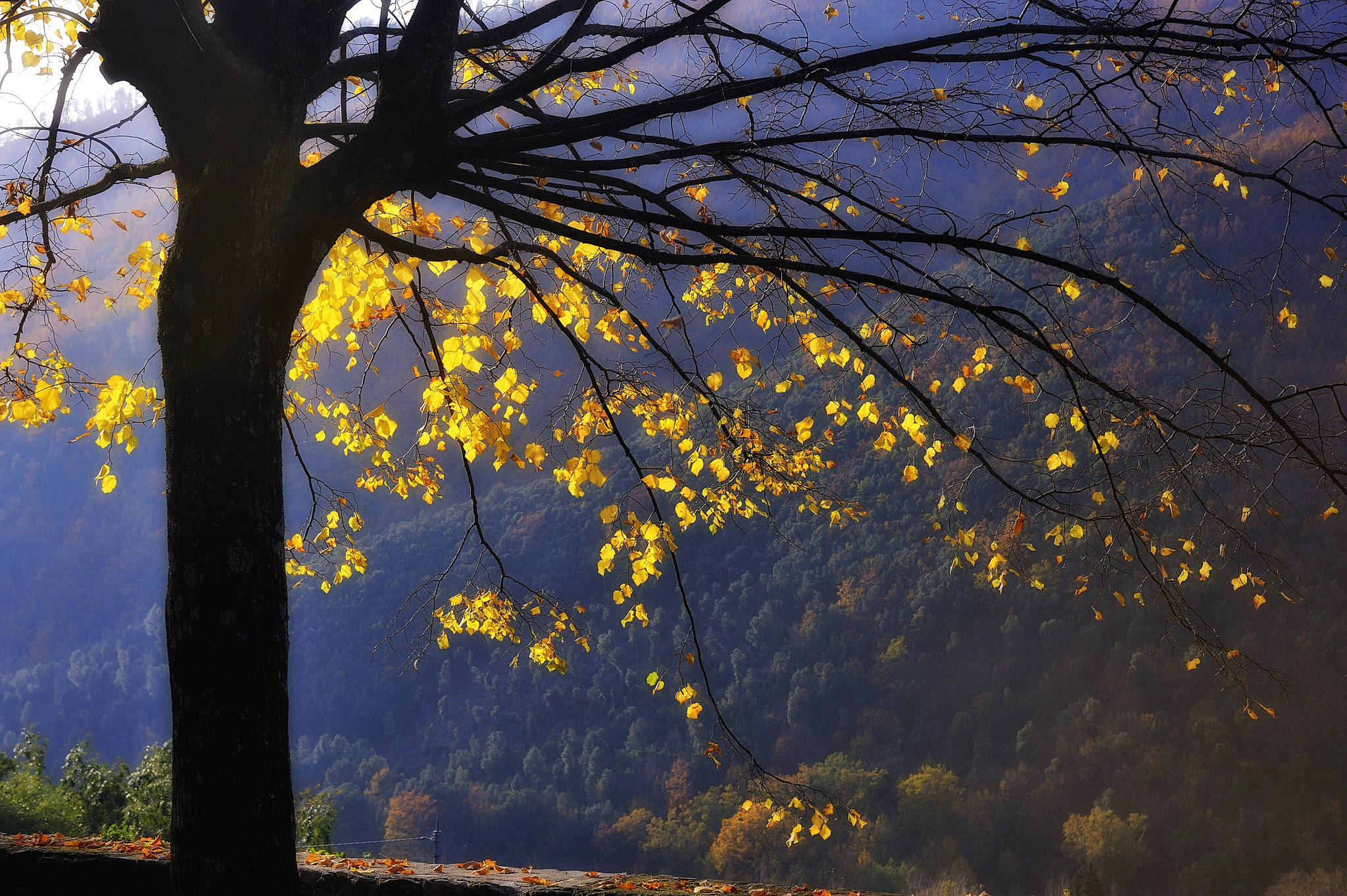 Обои горы, дерево, лес, листья, ветви, осень, желтые, mountains, tree, forest, leaves, branch, autumn, yellow разрешение 2048x1363 Загрузить