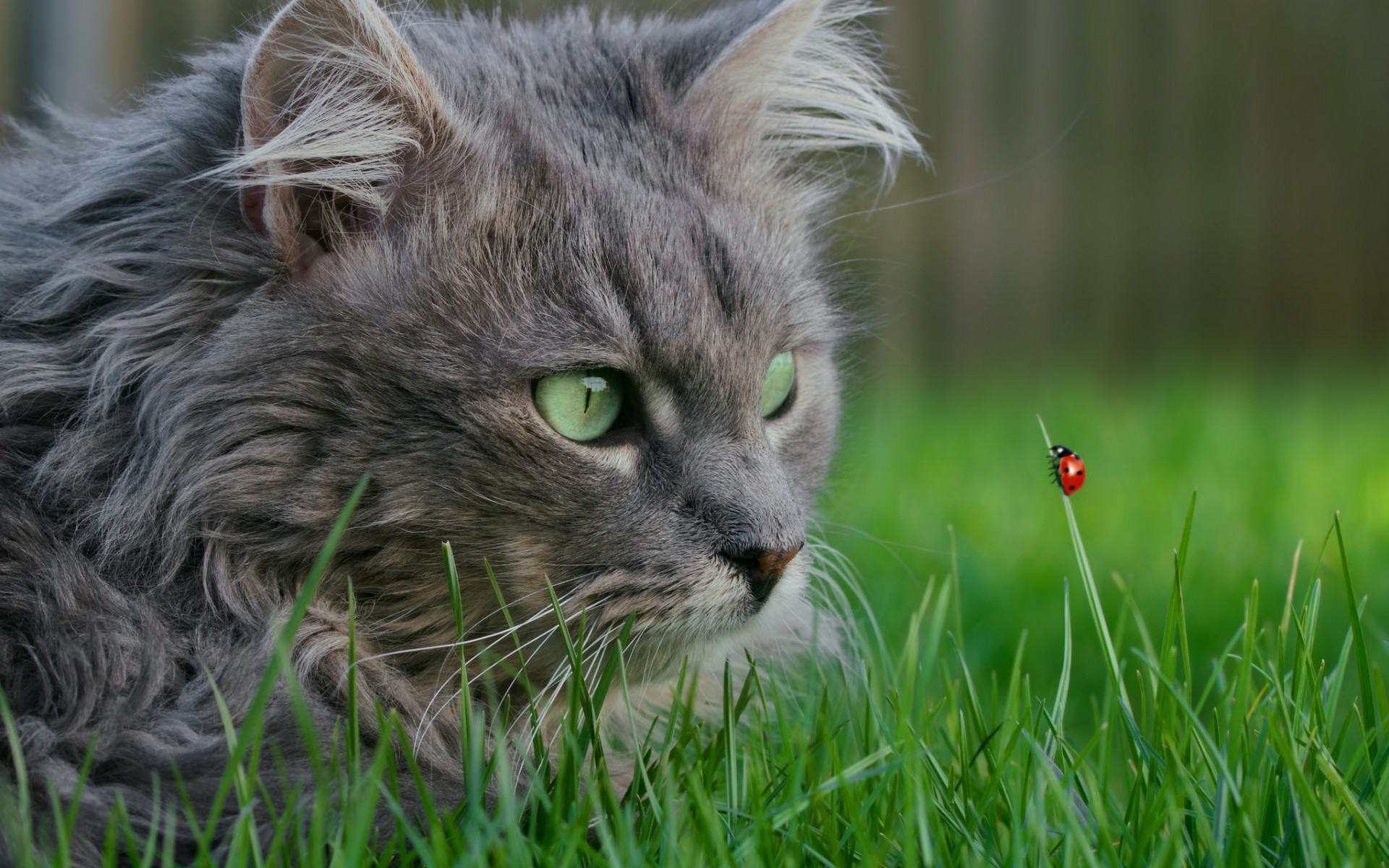 Обои трава, насекомое, мордочка, кошка, взгляд, божья коровка, зеленые глаза, grass, insect, muzzle, cat, look, ladybug, green eyes разрешение 1920x1200 Загрузить