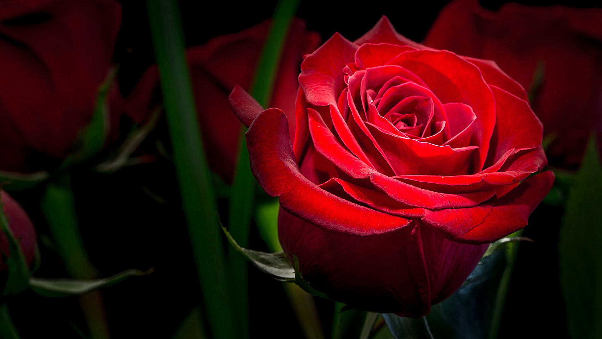 Обои макро, цветок, роза, красная, темный фон, macro, flower, rose, red, the dark background разрешение 1920x1080 Загрузить