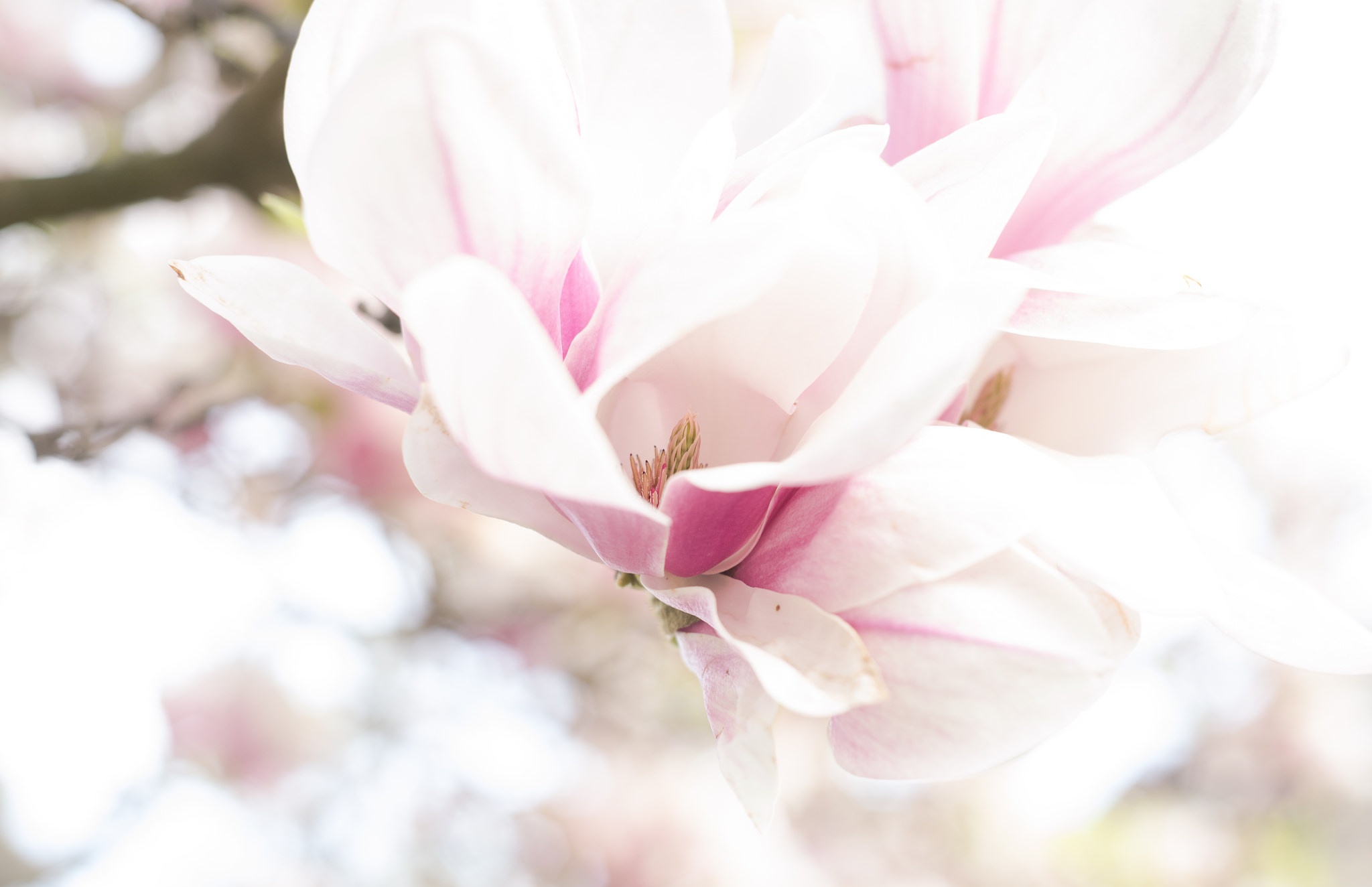 Обои цветение, макро, весна, магнолия, flowering, macro, spring, magnolia разрешение 2048x1324 Загрузить