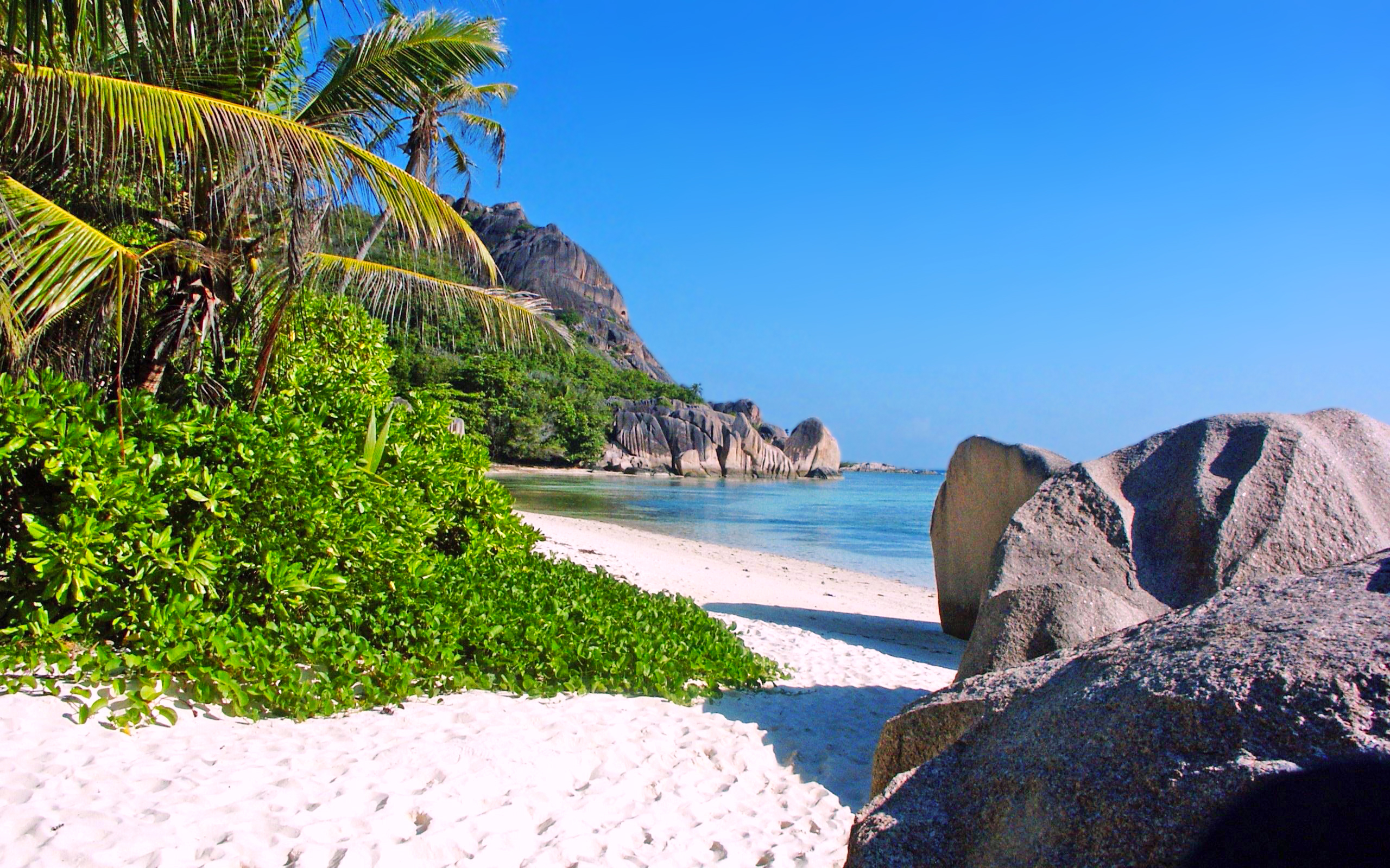 Обои море, пляж, пальмы, отдых, остров, тропики, сейшелы, sea, beach, palm trees, stay, island, tropics, seychelles разрешение 2560x1600 Загрузить