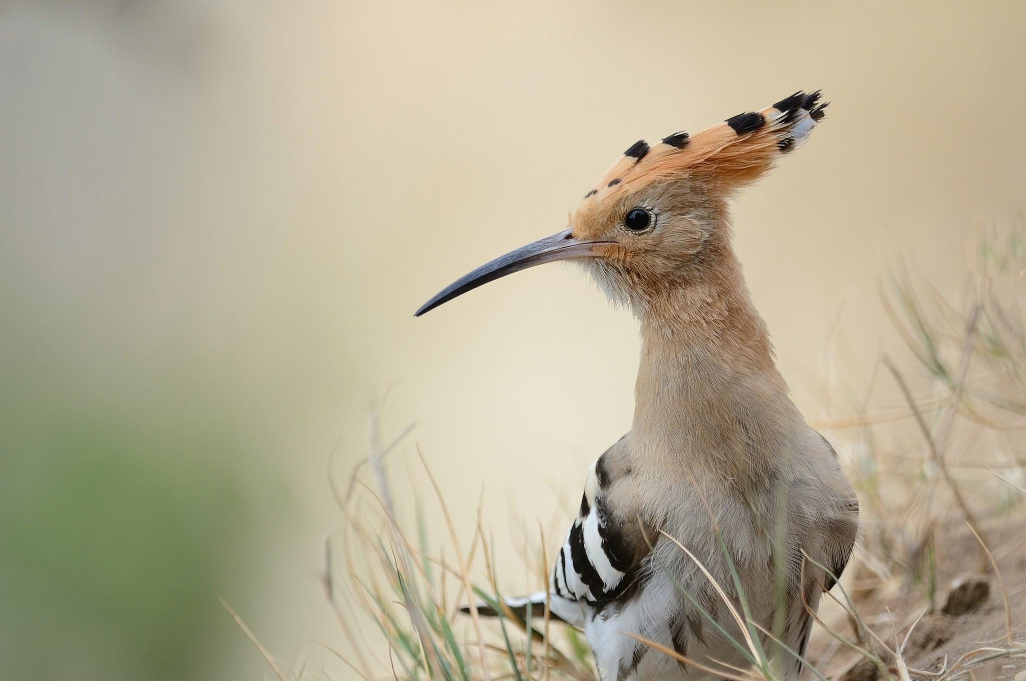 Обои природа, фон, птица, клюв, перья, удод, nature, background, bird, beak, feathers, hoopoe разрешение 2048x1359 Загрузить