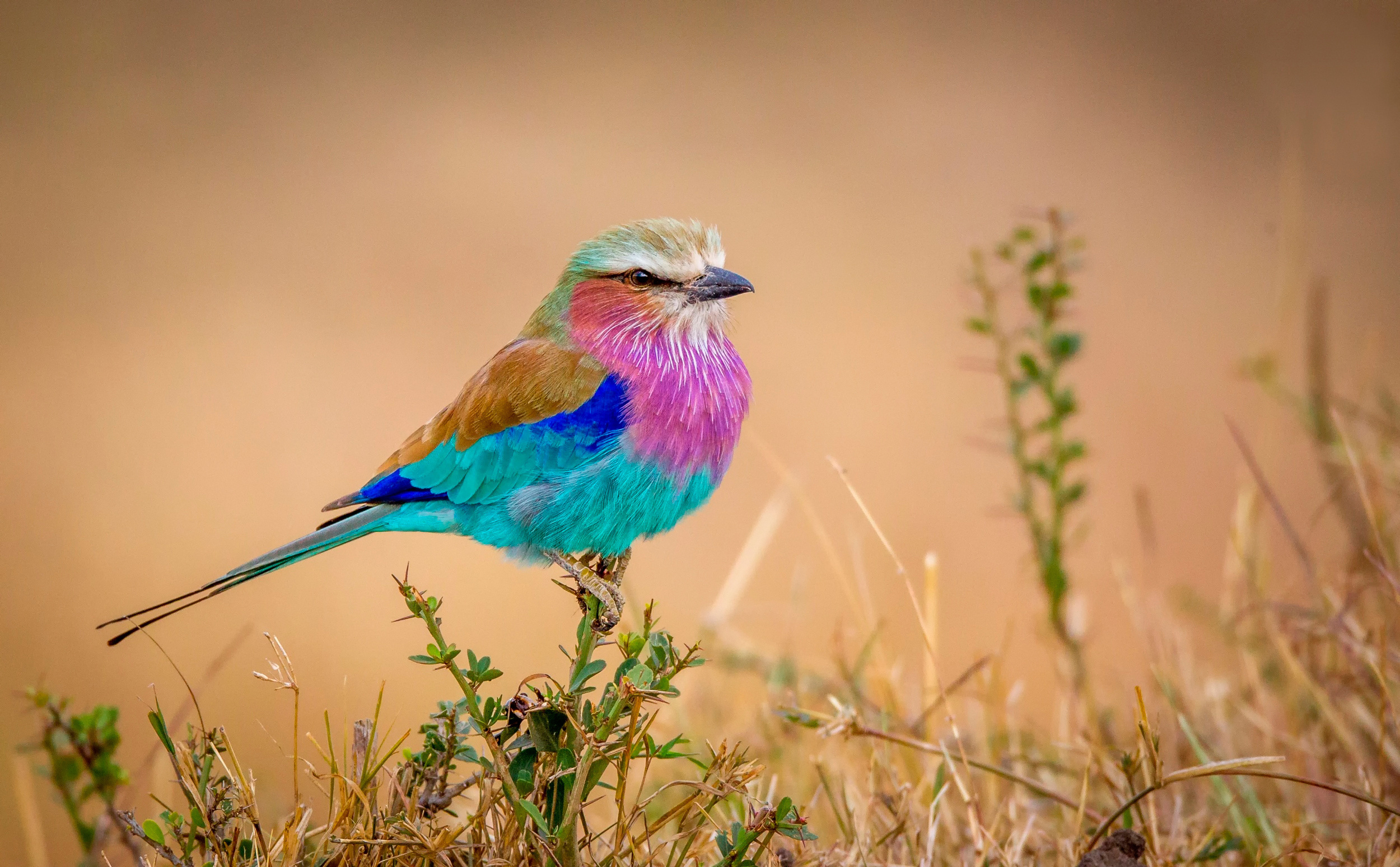 Обои природа, фон, разноцветная, птица, птичка, сизоворонка, сиреневогрудая, flying rainbow, nature, background, colorful, bird, roller, sirenevaya разрешение 2500x1549 Загрузить