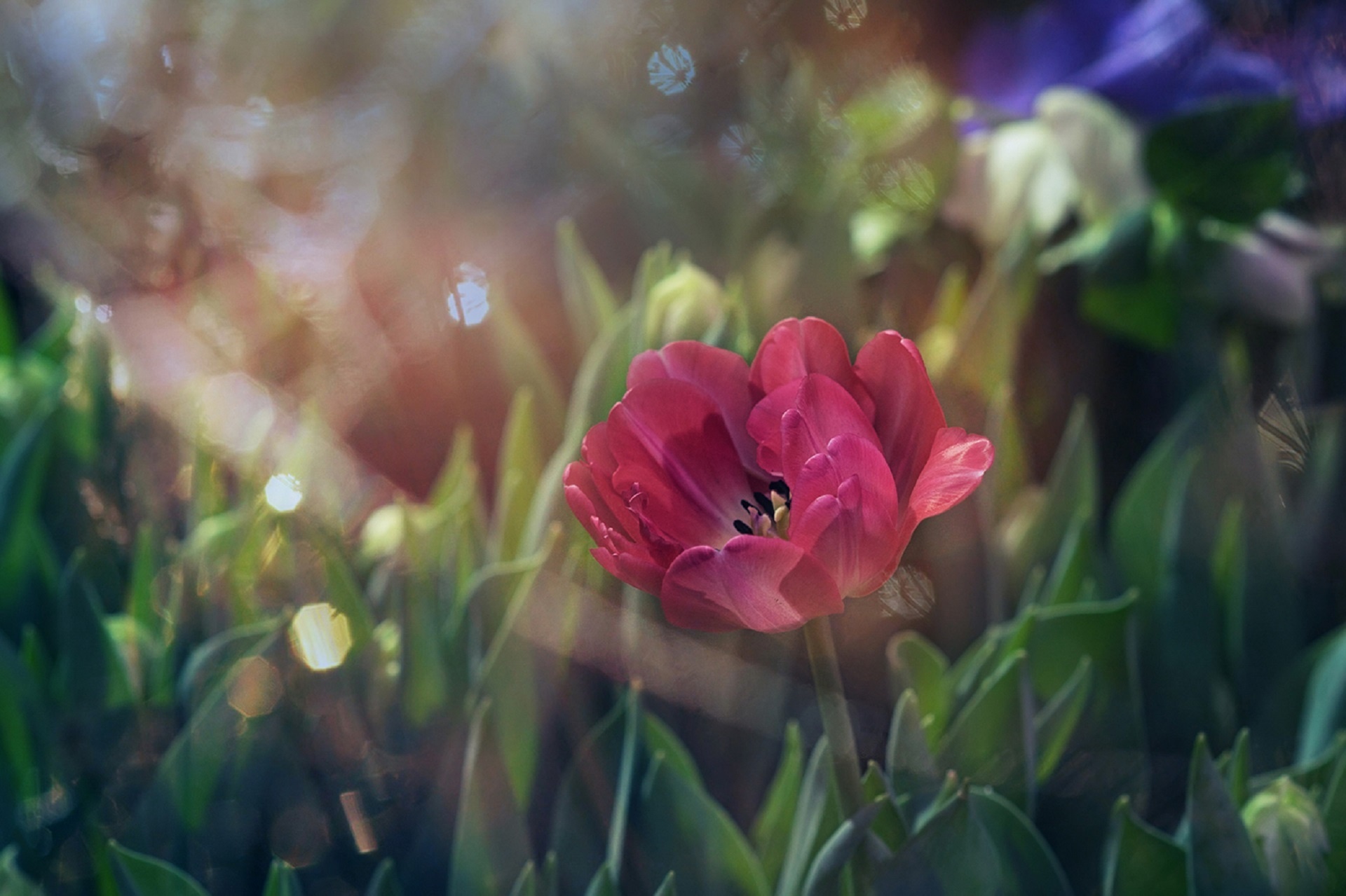 Обои свет, цветы, трава, листья, размытость, мак, тюльпан, light, flowers, grass, leaves, blur, mac, tulip разрешение 1920x1279 Загрузить