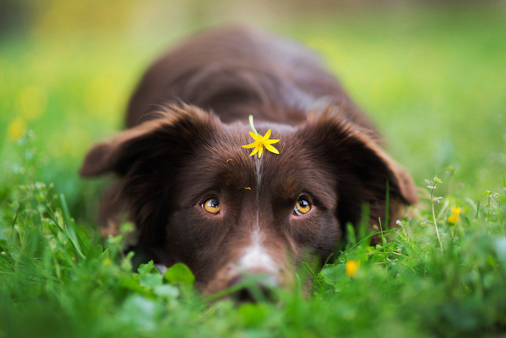 природа цветы трава собака животные стул без смс