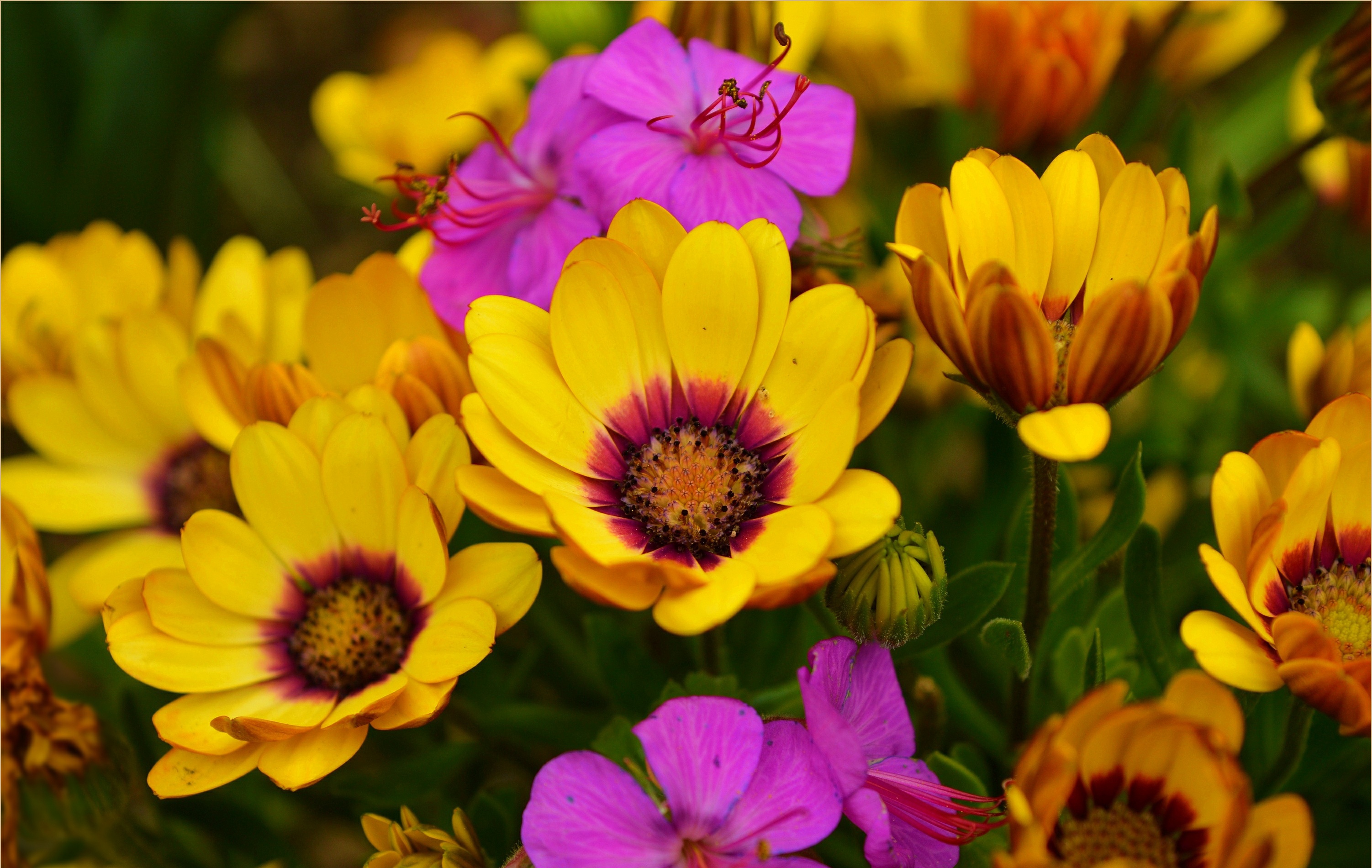 Обои весна, цветочки, остеоспермум, spring, flowers, osteospermum разрешение 3004x1901 Загрузить