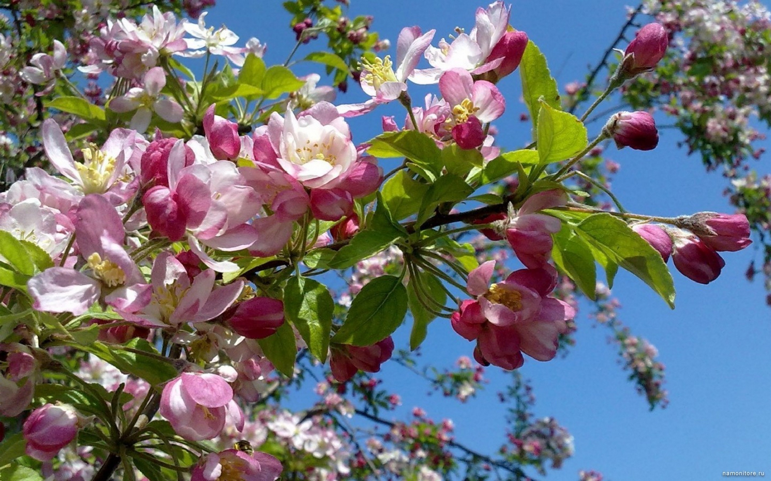 Обои небо, цветение, весна, яблоня, the sky, flowering, spring, apple разрешение 2560x1600 Загрузить