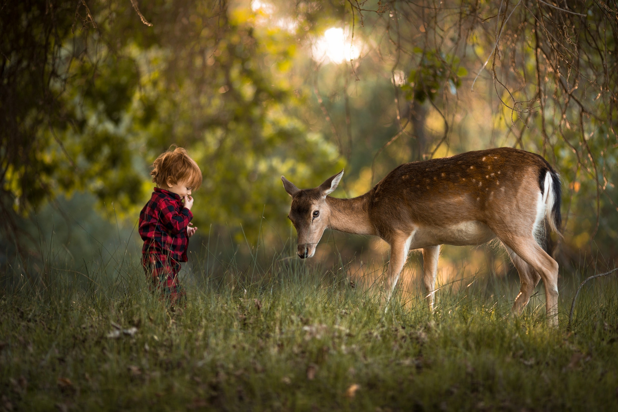 Обои зелень, adrian c. murray, лес, олень, дети, ребенок, мальчик, животное, малыш, greens, forest, deer, children, child, boy, animal, baby разрешение 2048x1365 Загрузить