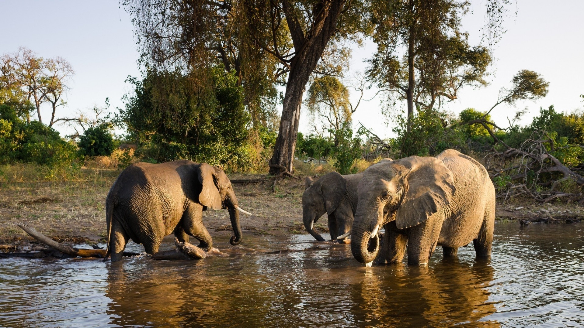 Обои животные, слон, семья, слоны, водопой, полив, animals, elephant, family, elephants, drink, watering разрешение 1920x1080 Загрузить