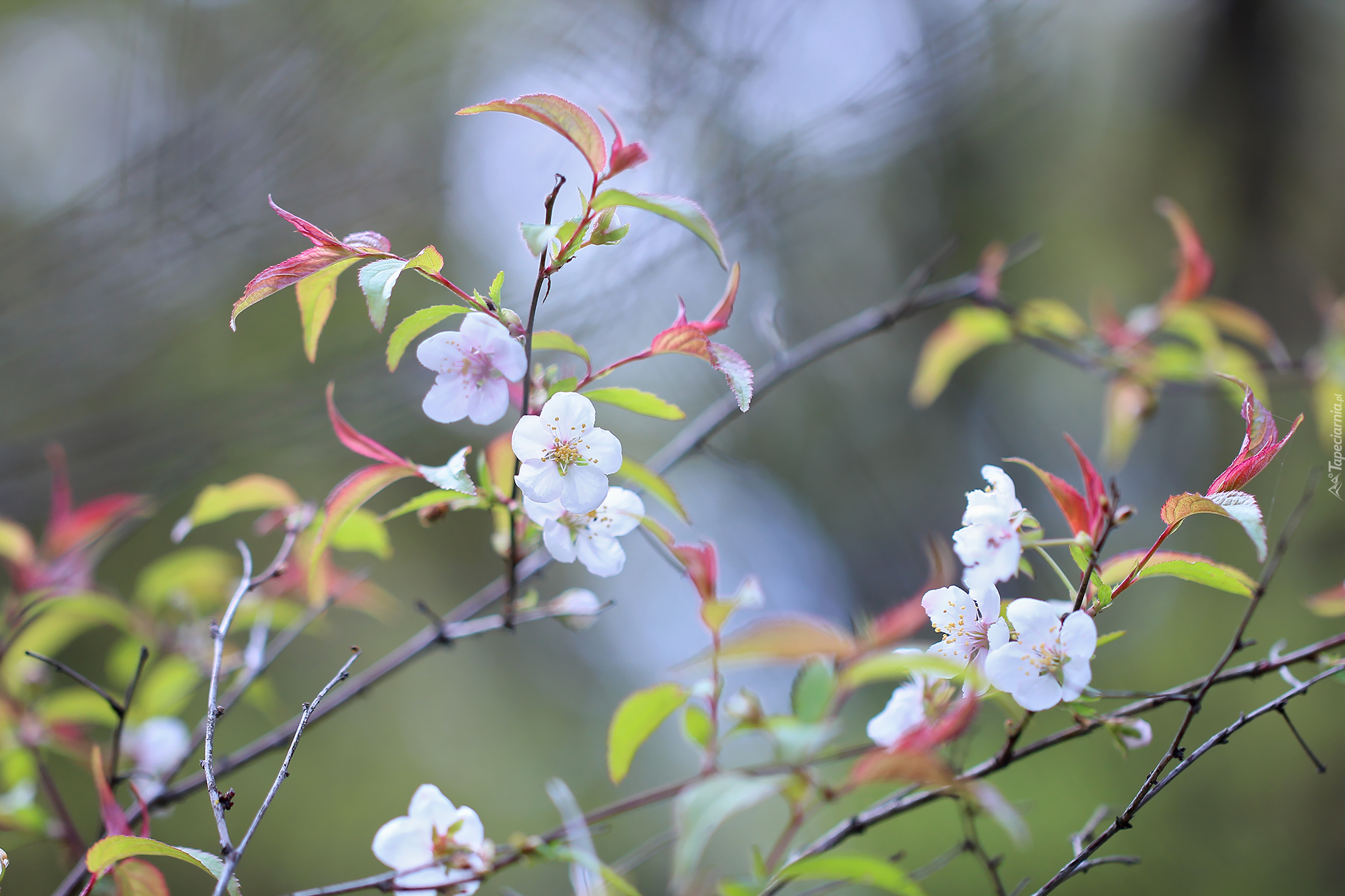 Обои цветы, природа, дерево, цветение, фон, ветки, весна, flowers, nature, tree, flowering, background, branches, spring разрешение 2048x1365 Загрузить