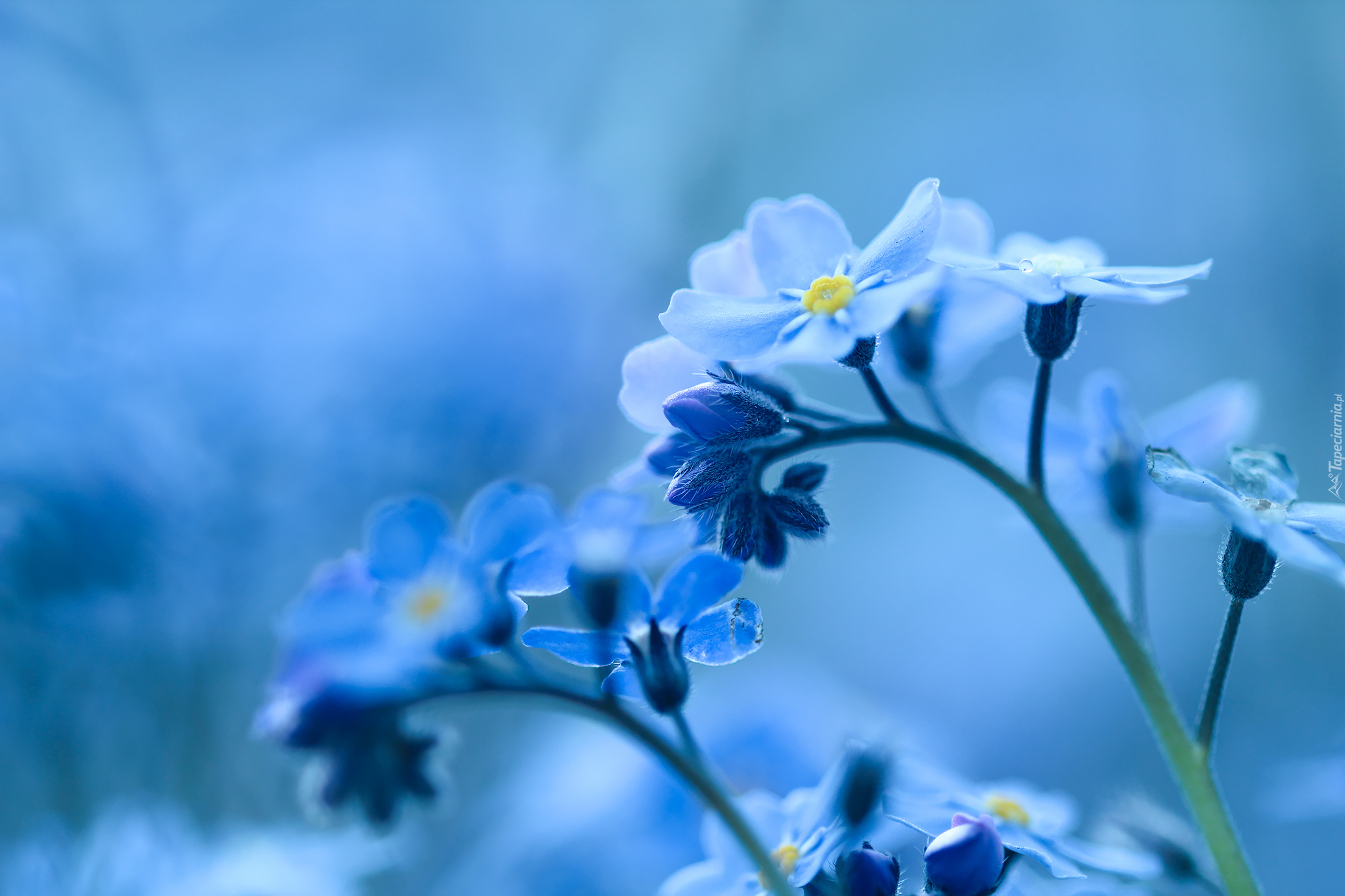 Полуботинки Цвет Синий Артикул 231020т 2